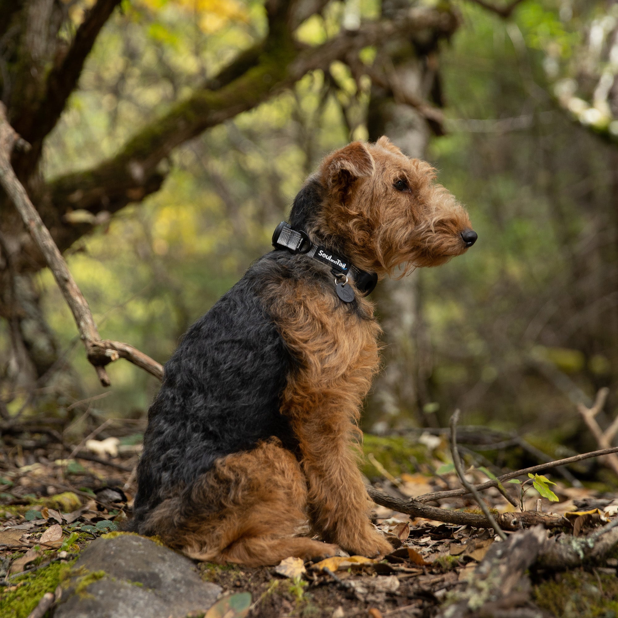 A welsh terrier wearing a gray collar sitting on a rock in a forest with trees and foliage in the background