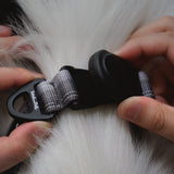 A pair of hands snapping the black magnetic buckle of an Urban Gray collar on a white dog