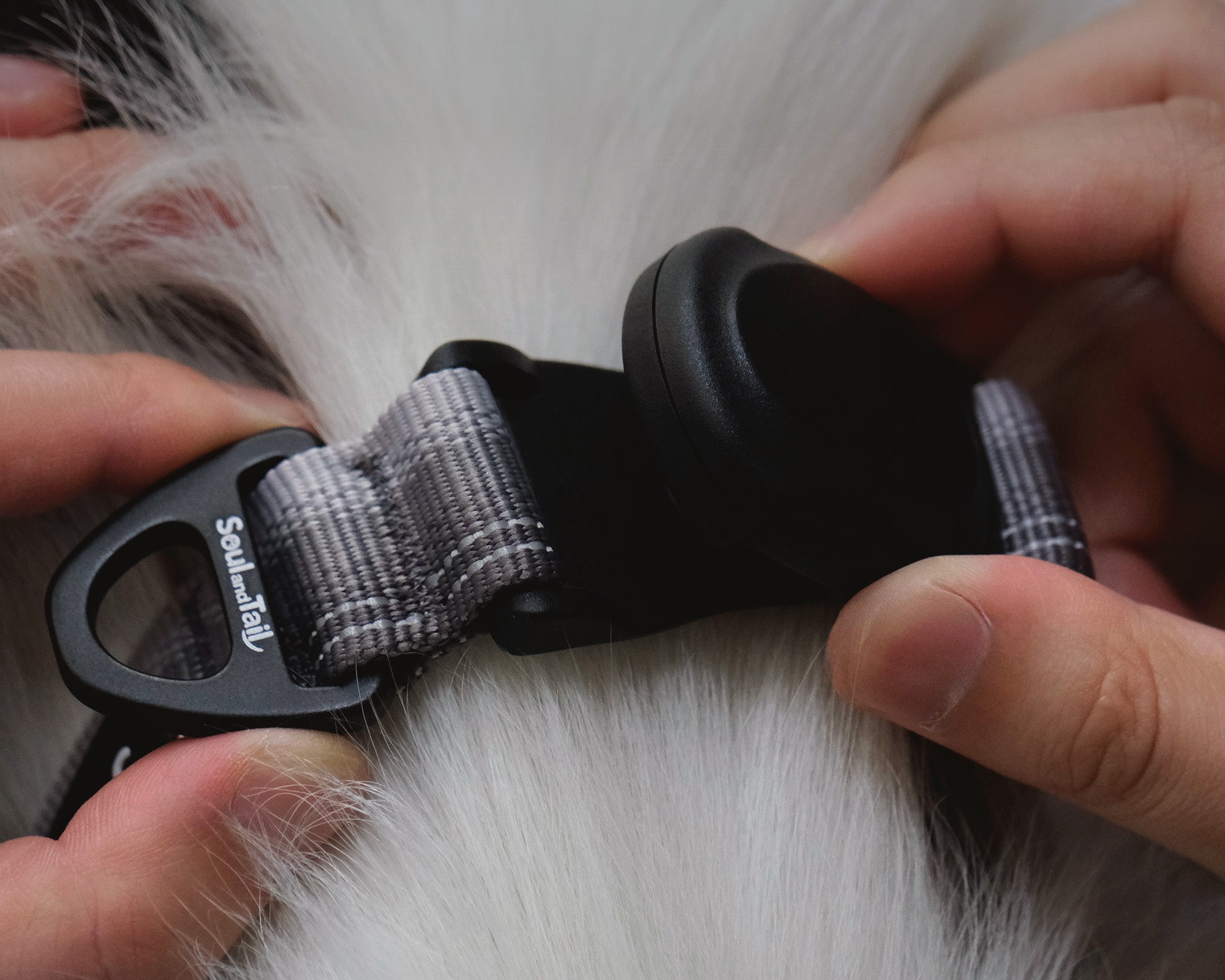A pair of hands snapping the black magnetic buckle of an Urban Gray collar on a white dog