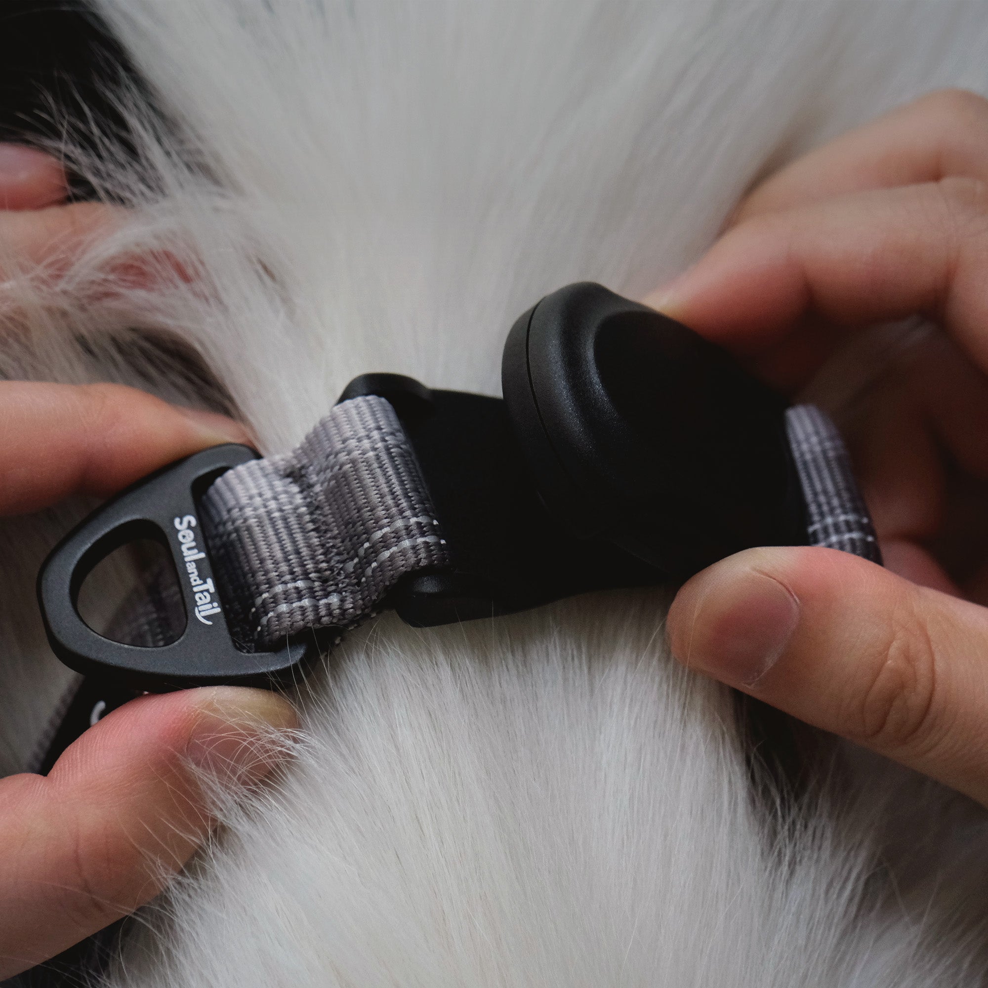 A pari of hands adjusting snapping the black magnetic buckle on a gray strap on a white dog's neck.