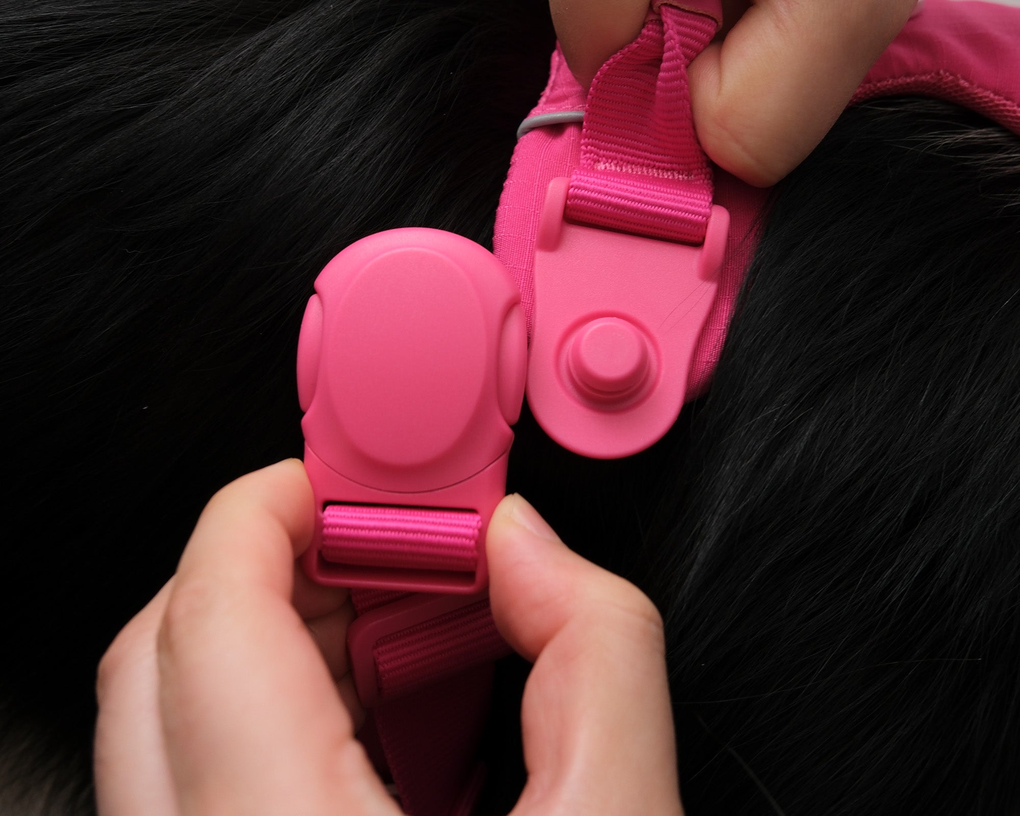 A person's hands snapping the pink magnetic buckle of a Daily Roam harness closed on a black dog