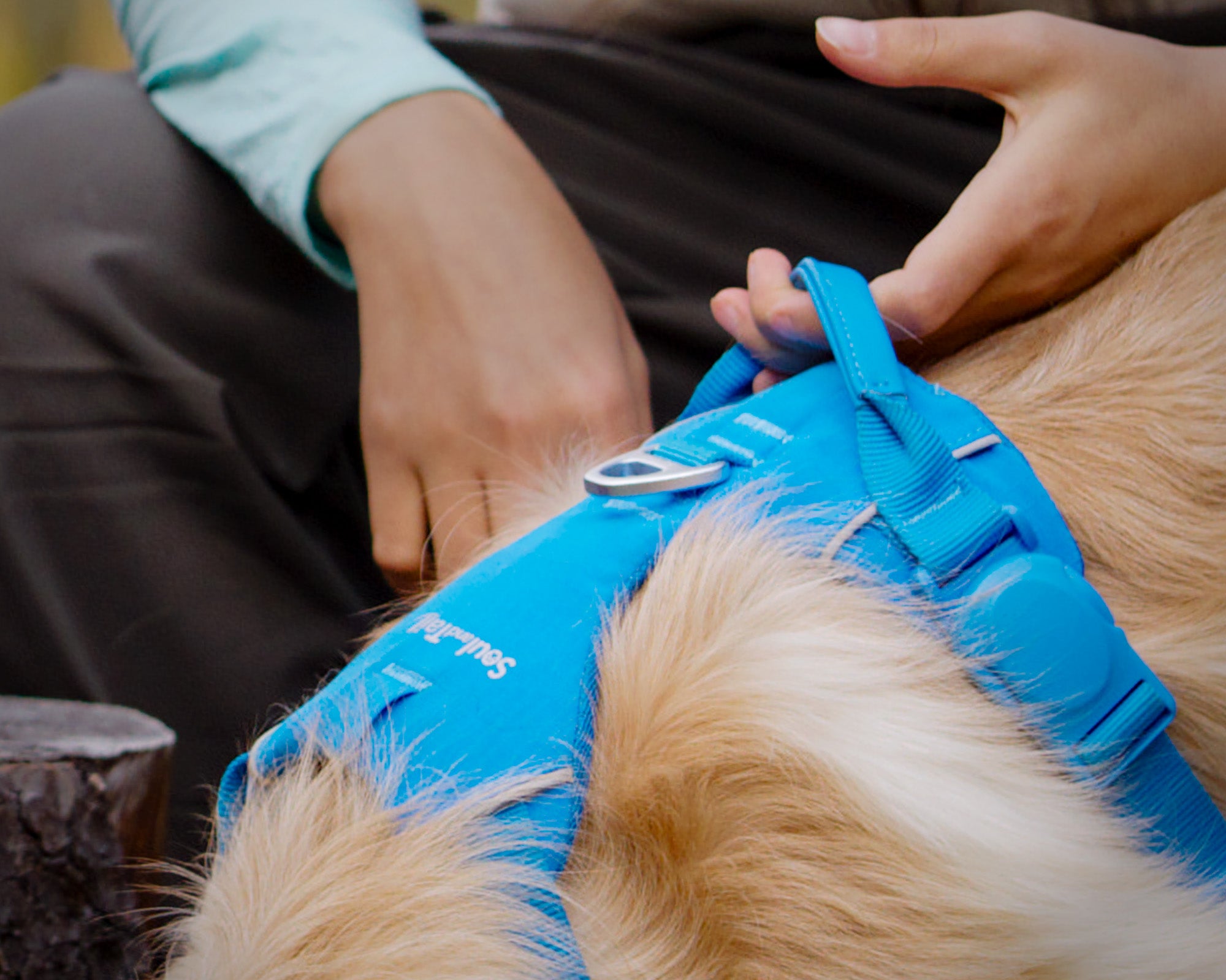 Hand gripping the padded handle of a blue Daily Roam harness on a dog outdoors