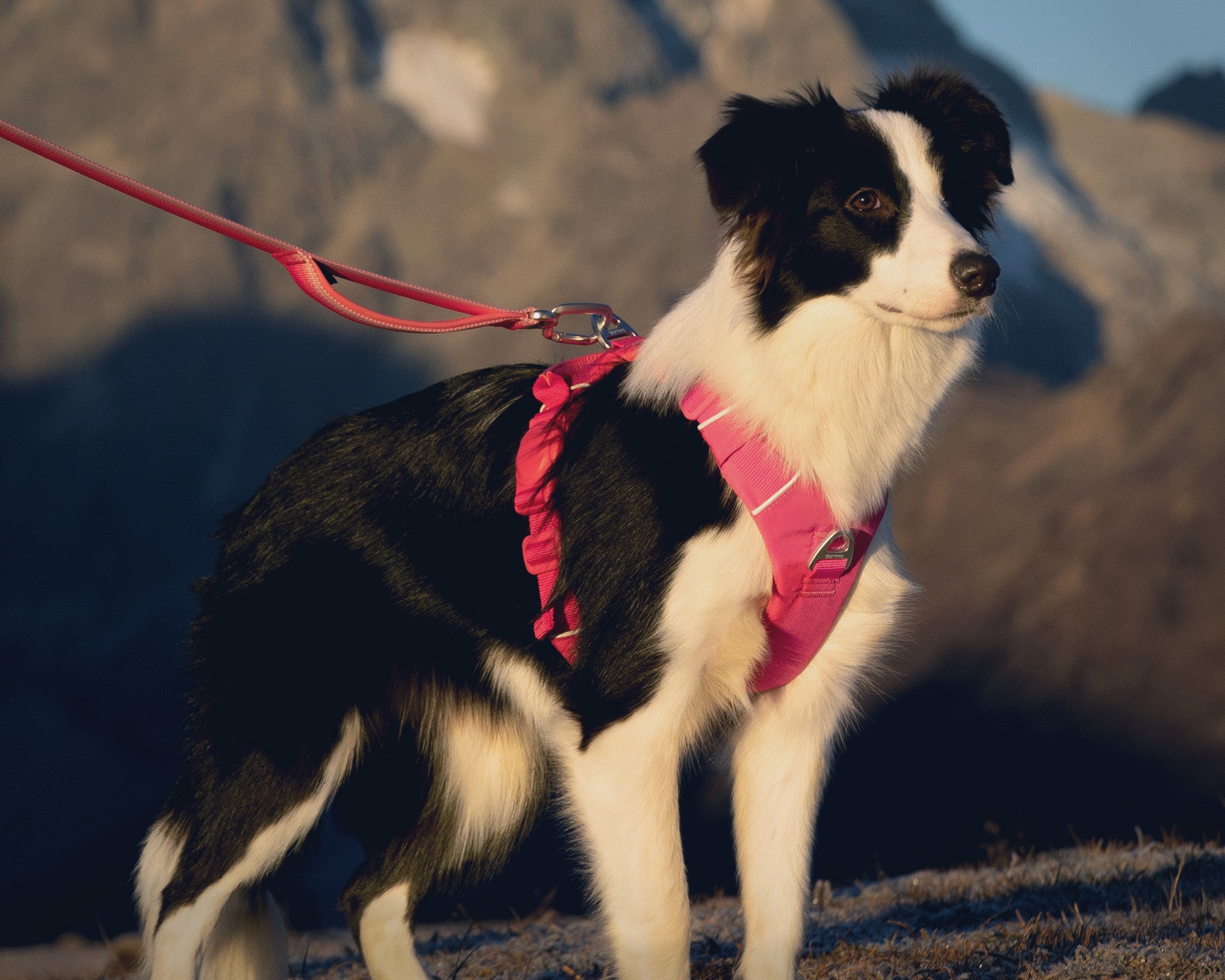 A border collie wearing a pink harness on a leash with mountains in the background