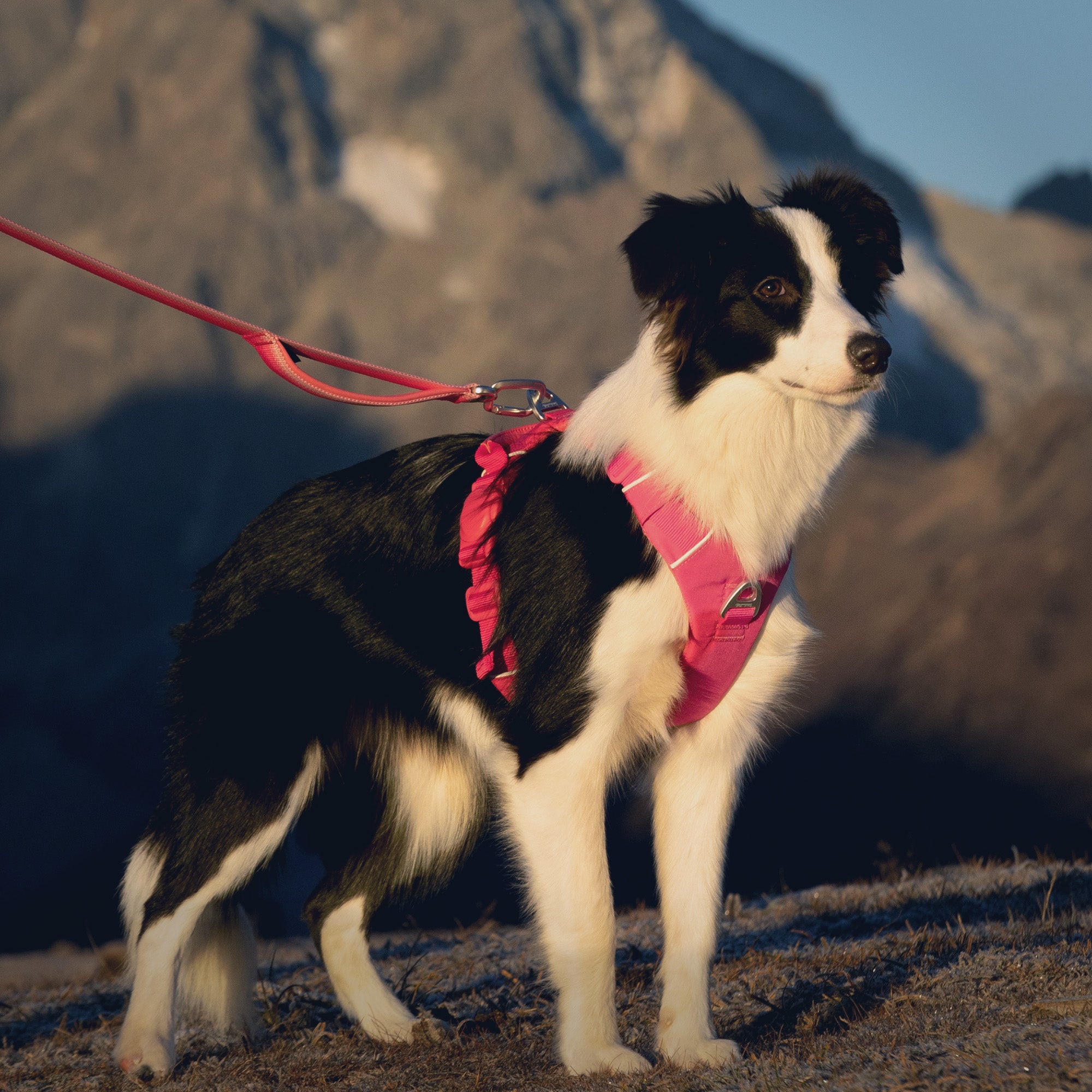 A border collie wearing a pink harness on a leash with mountains in the background
