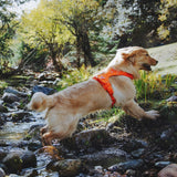 Dog wearing an orange harness running through a stream in a forest