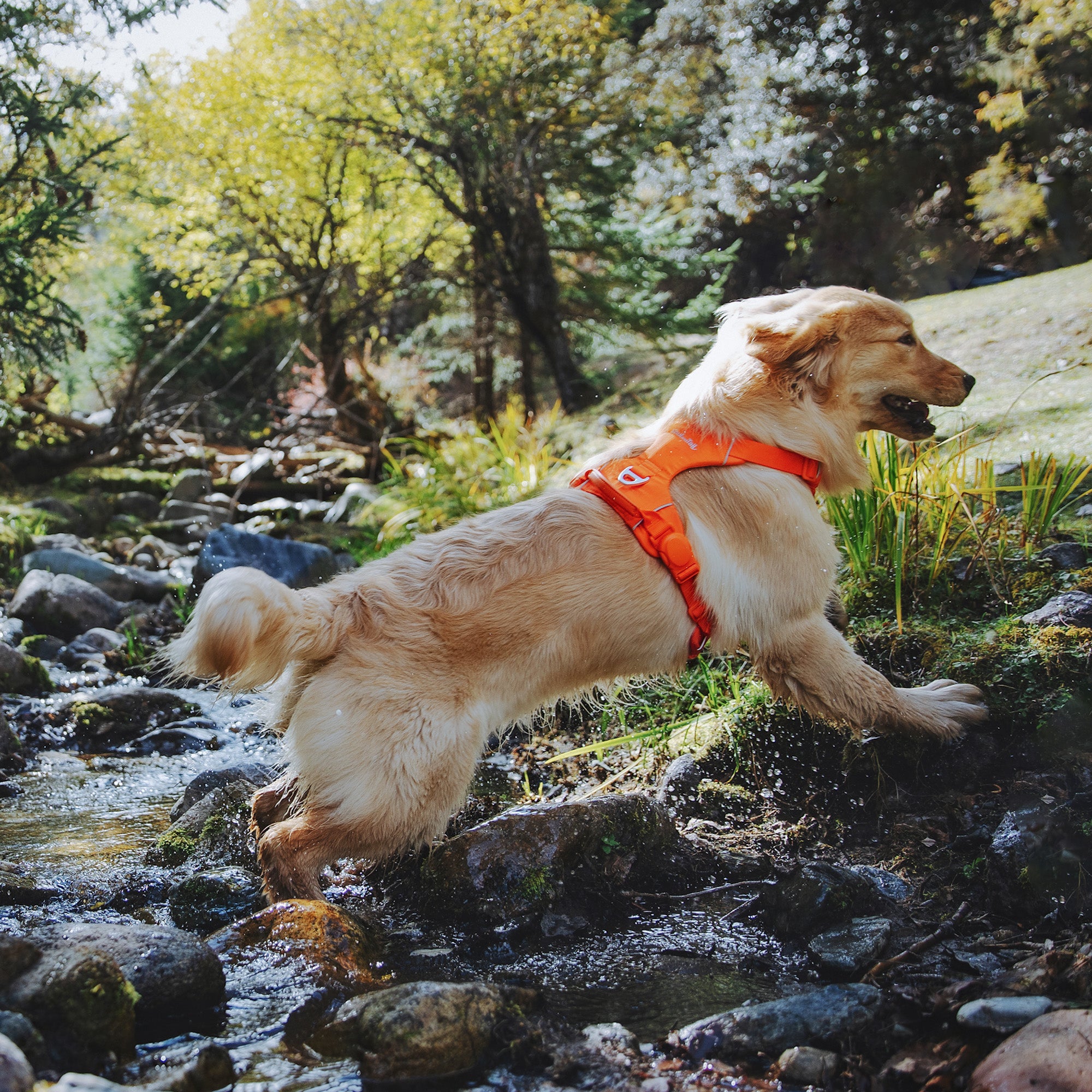 Dog wearing an orange harness running through a stream in a forest
