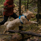 Dog wearing blue daily roam harness running and leaping across a log in a forest, with a person in a red jacket running beside it