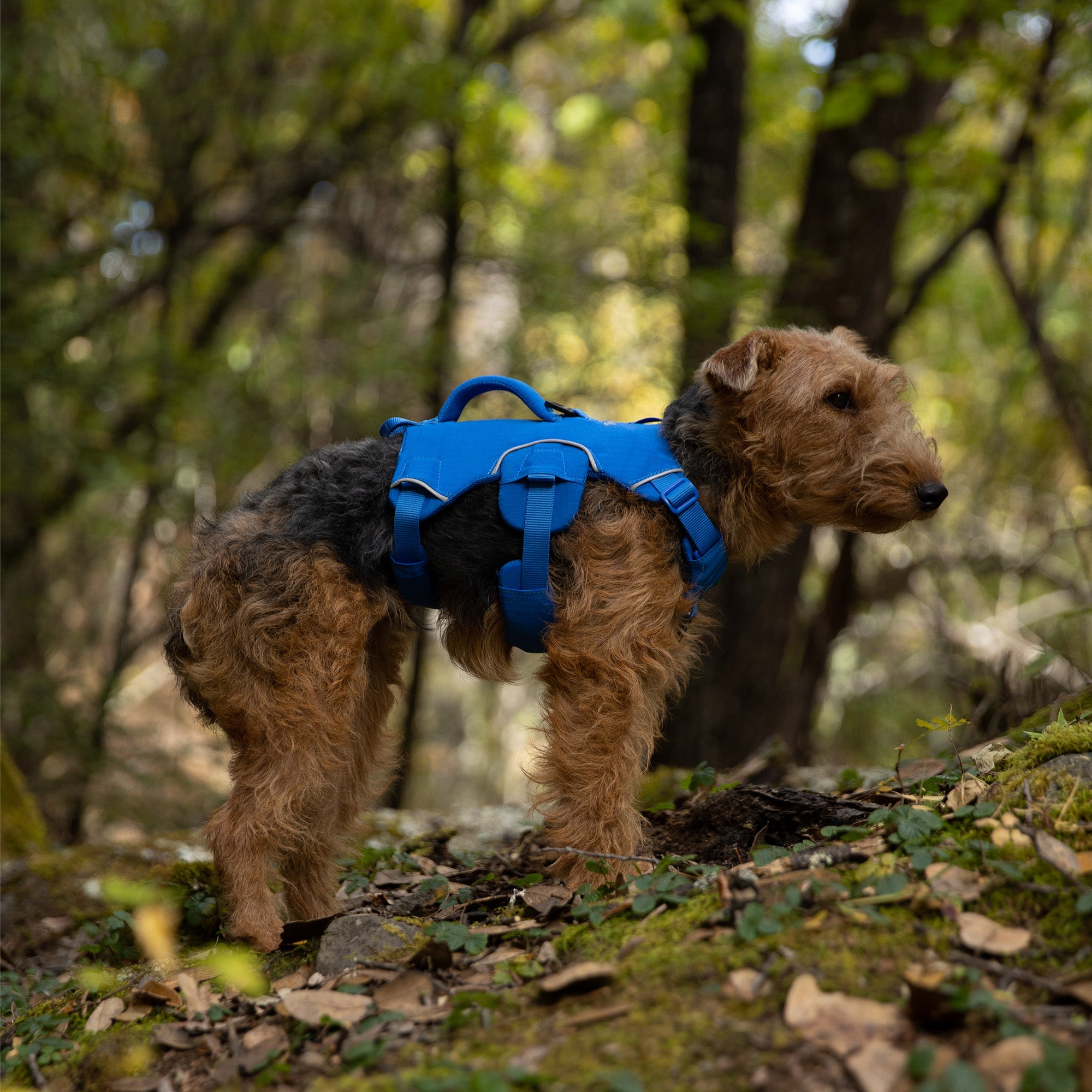 A welsh terrier wearing a blue trail leap harness standing still in a forest setting