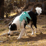 A border collie wearing a mint green trail leap harness sniffing the ground in the forest