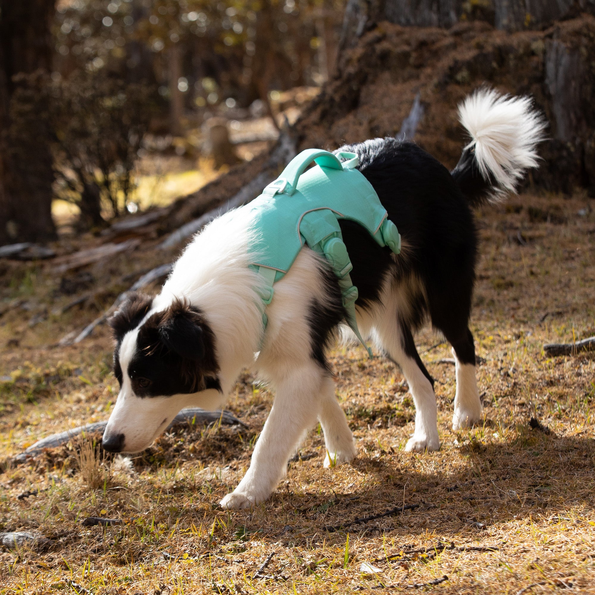 A border collie wearing a mint green trail leap harness sniffing the ground in the forest