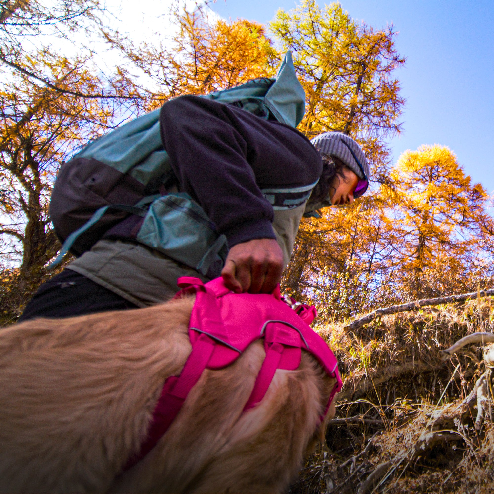 A man in outdoor wearing helping a dog crossing a barrier in the forest by grabbing the handle of a pink dog harness 