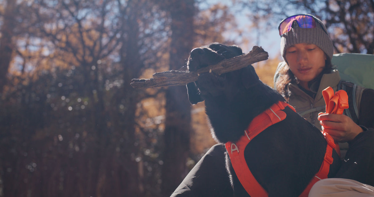 Person with a dog in a forest setting, holding orange dog leash, with the dog in orange harness
