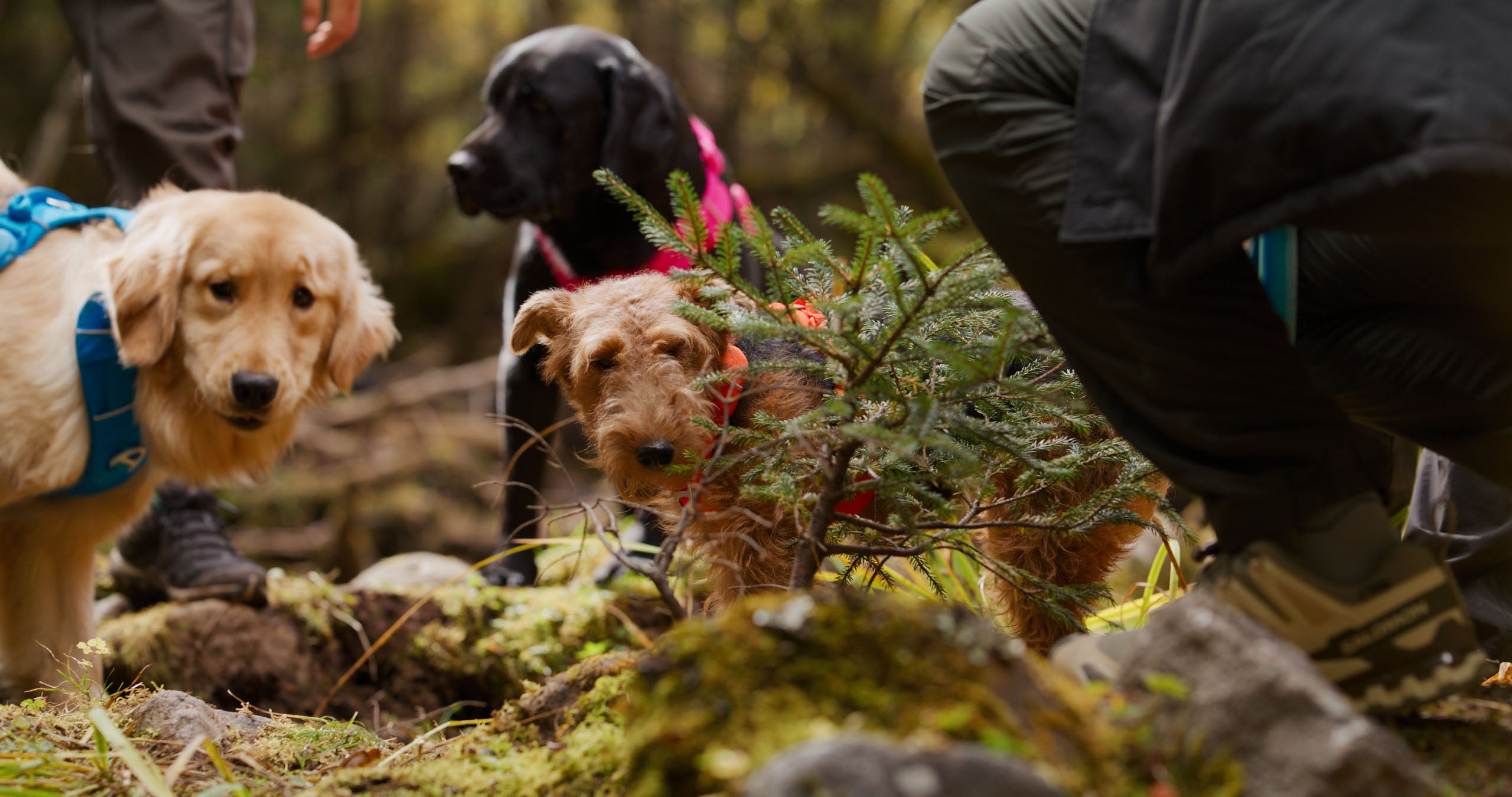 Three dogs in a forest setting with people around