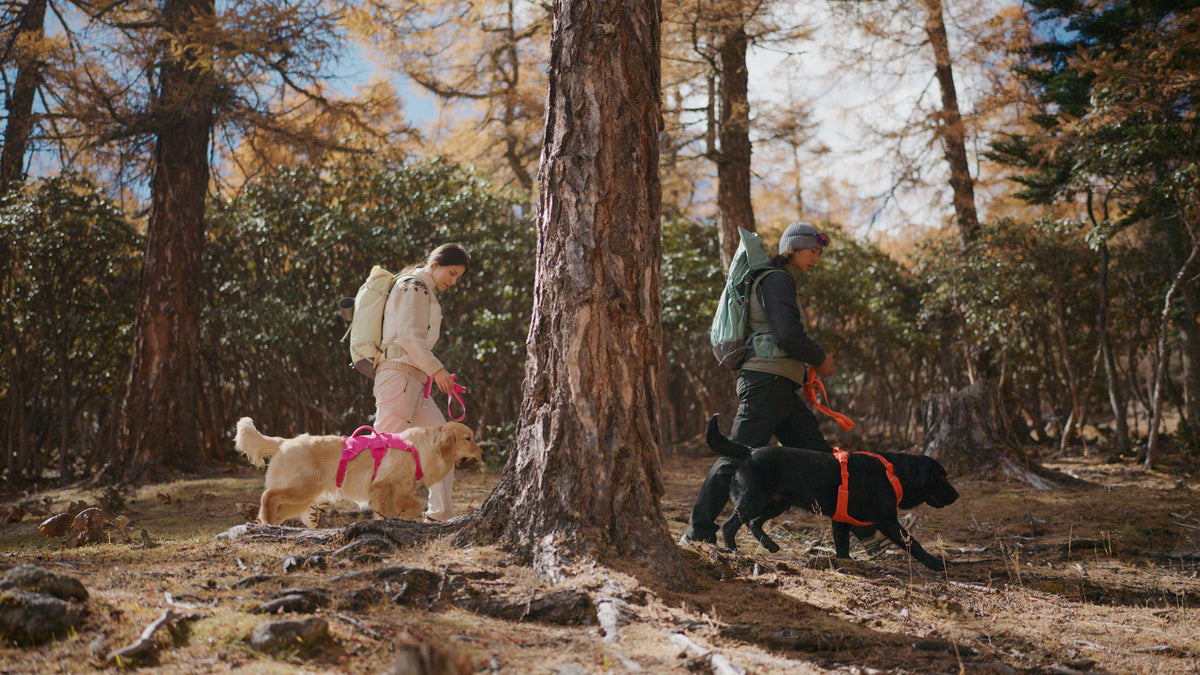 Two people hiking with dogs in a forest