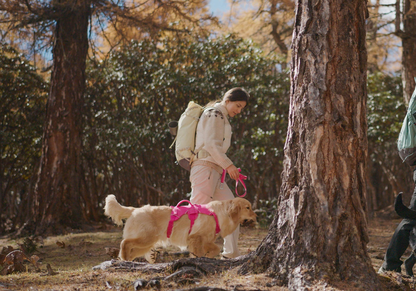 Two people hiking with dogs in a forest