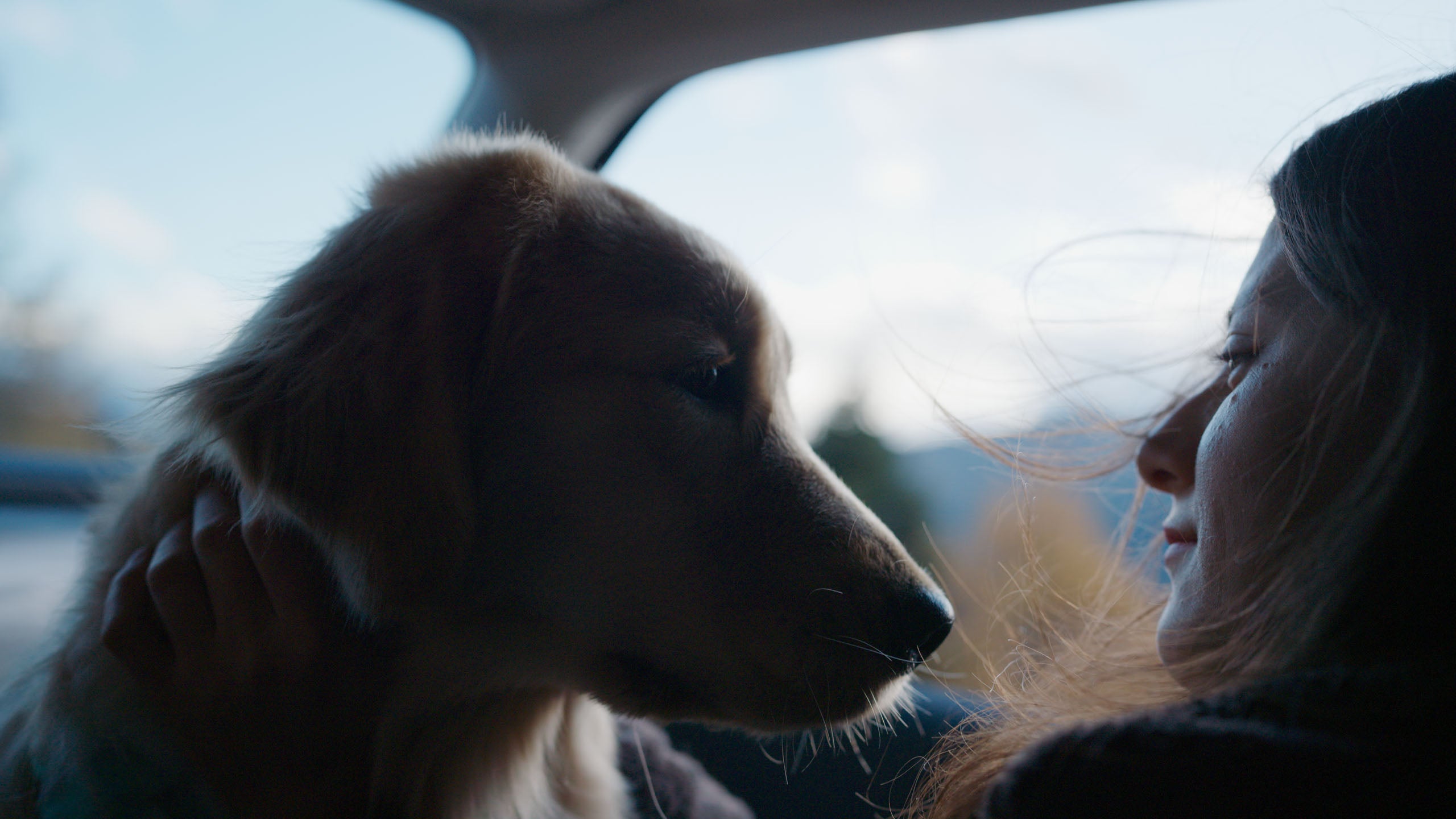 Dog and person sitting together inside a vehicle with a blurred background