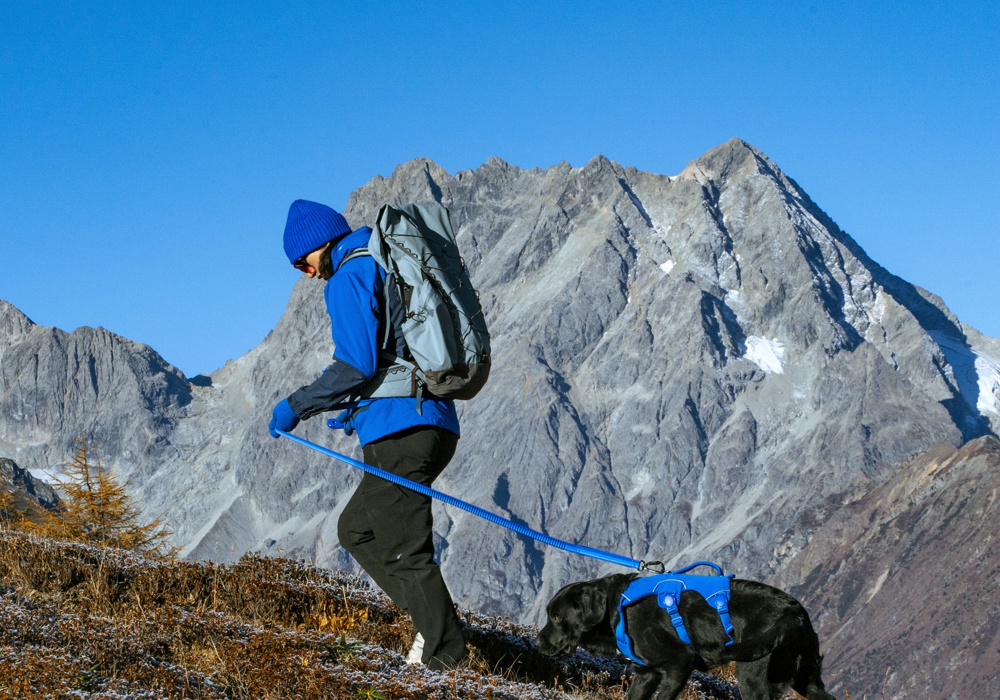 A man uses a indigo blue trail dash leash to attach the black dog wearing a blue trail leap harness, a snow mountain in the background