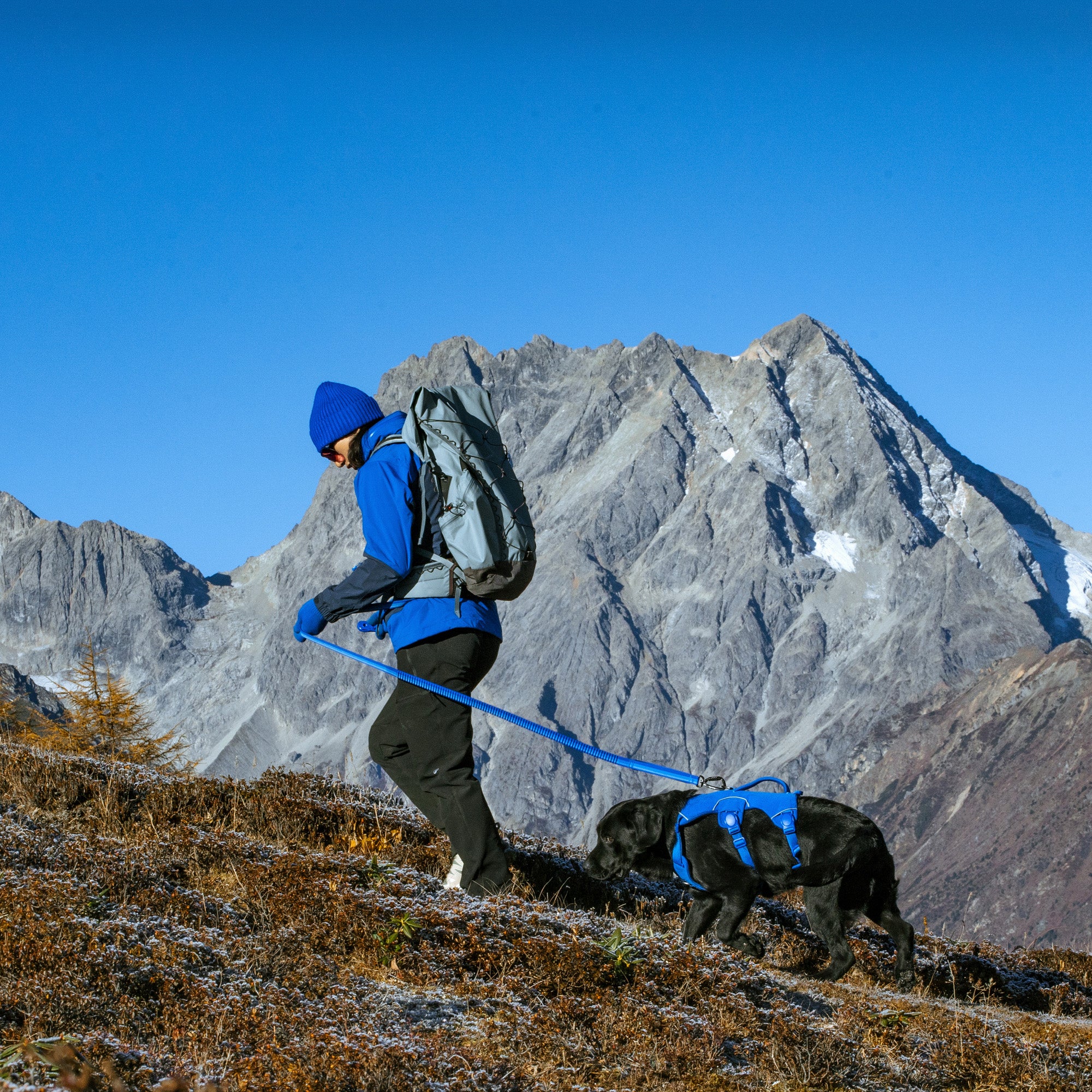 A man uses a indigo blue trail dash leash to attach the black dog wearing a blue trail leap harness, a snow mountain in the background