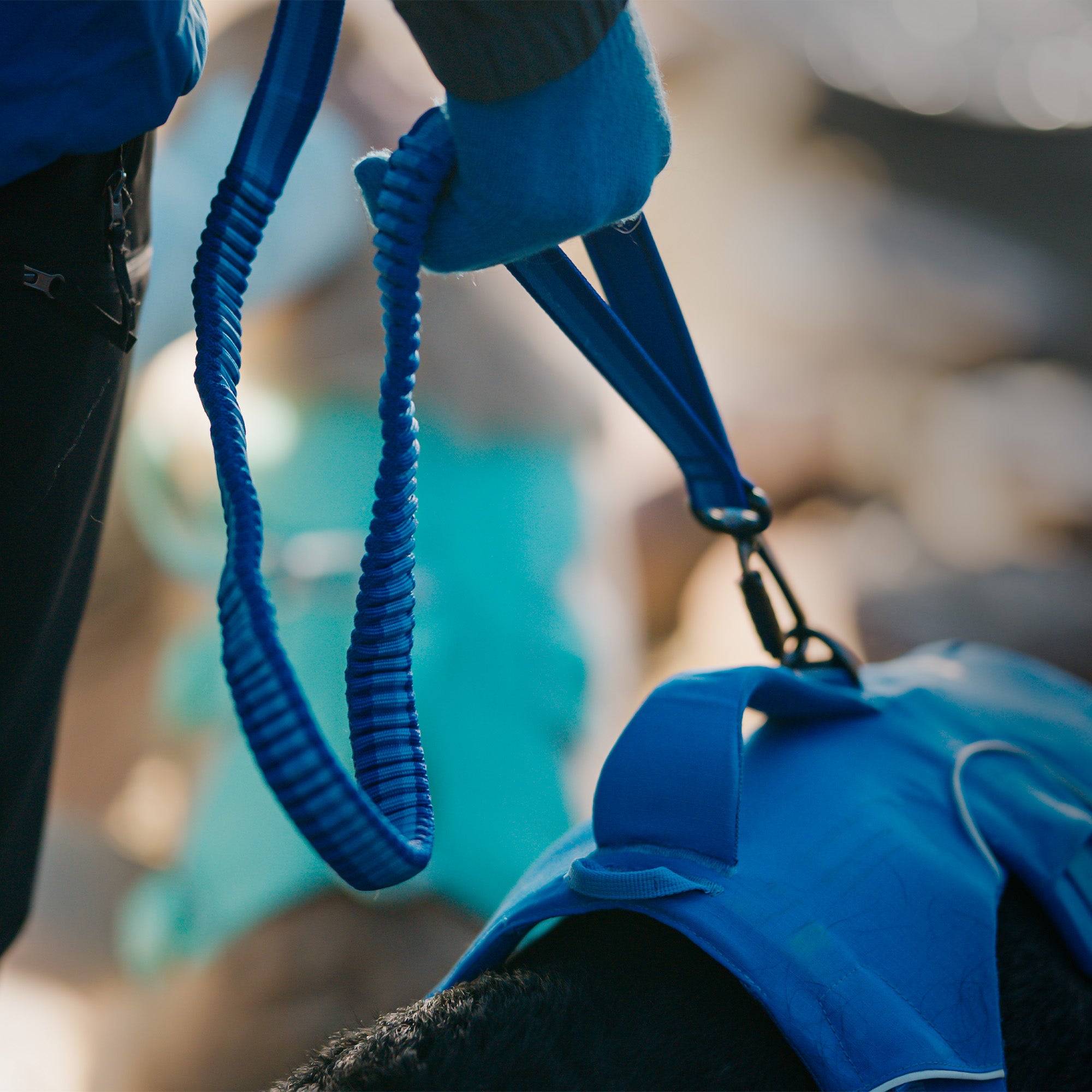 A person's hand grabbing the traffic handle of a blue leash, attachiing to a dog wearing blue harness