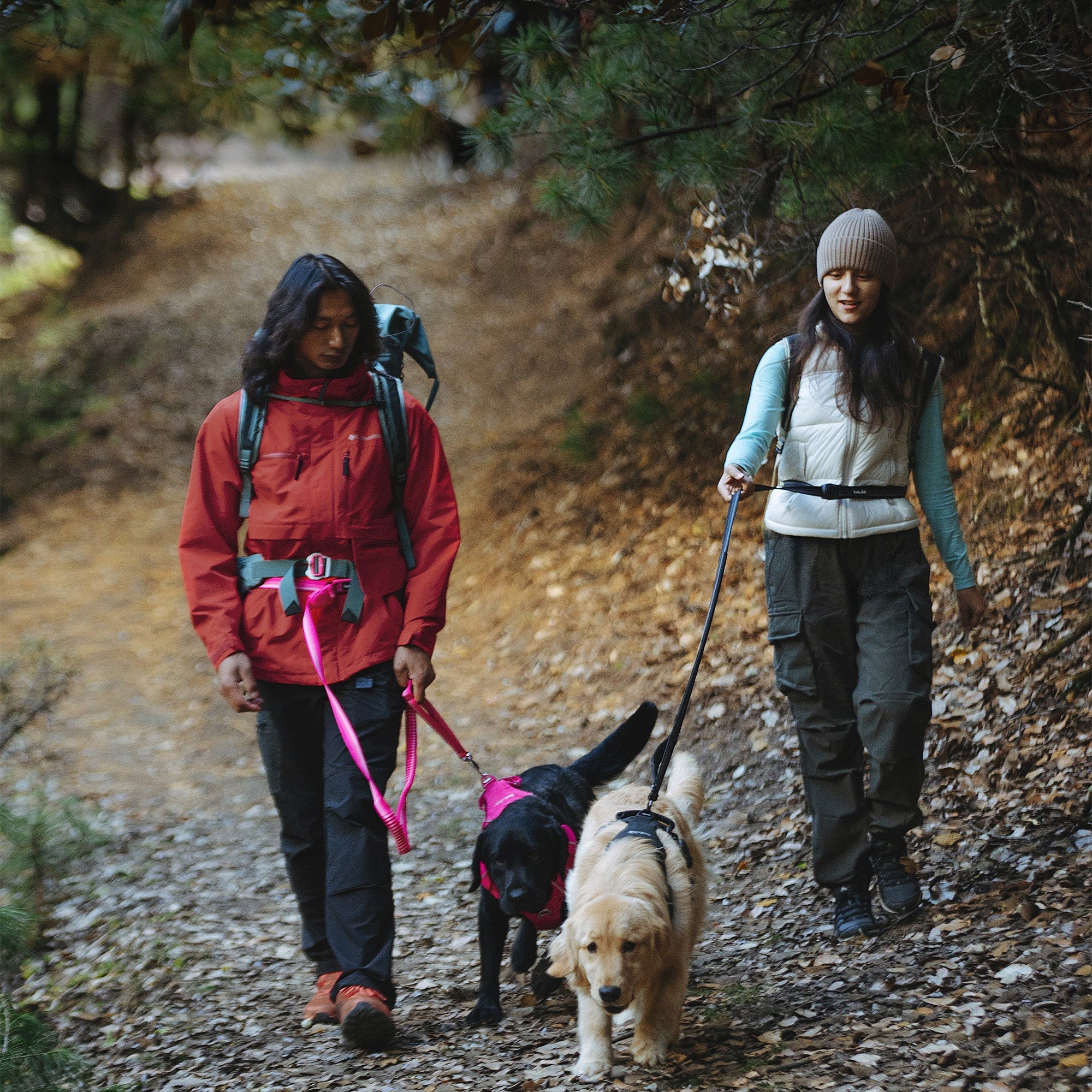 A couple hiking with wasit-worn dog leashes attaching two dogs wearing black and pink harness