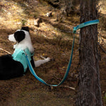 Border collie in a mint green harness tied out to a tree with an Aqua Coast Daily Step leash