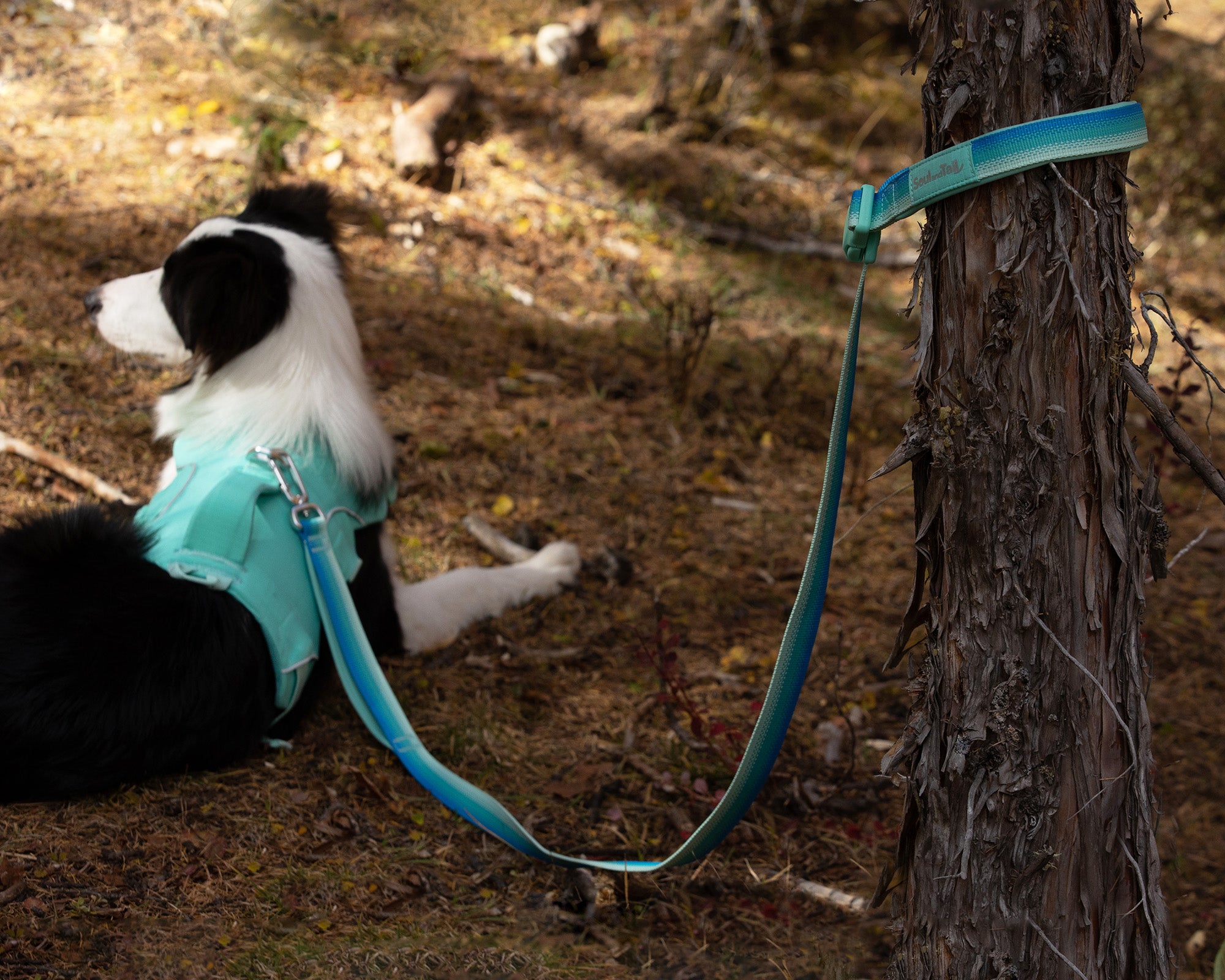Border collie in a mint green harness tied out to a tree with an Aqua Coast Daily Step leash