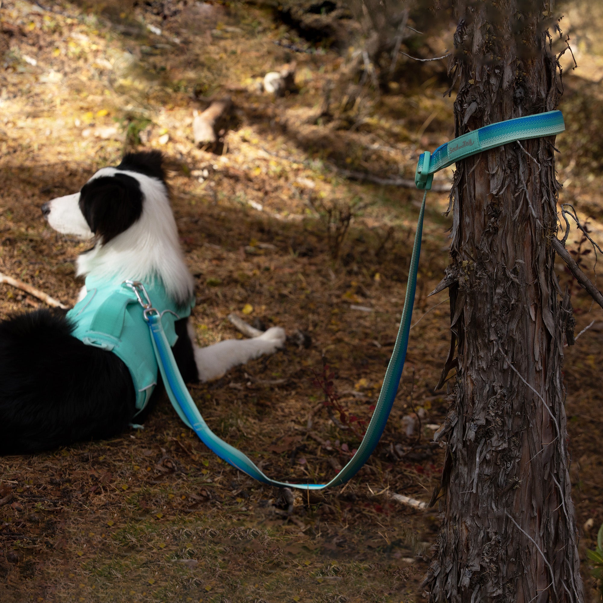A border collie tie-out on a tree with an aqua coast color dog leash, attached to a mint green dog harness it's wearing
