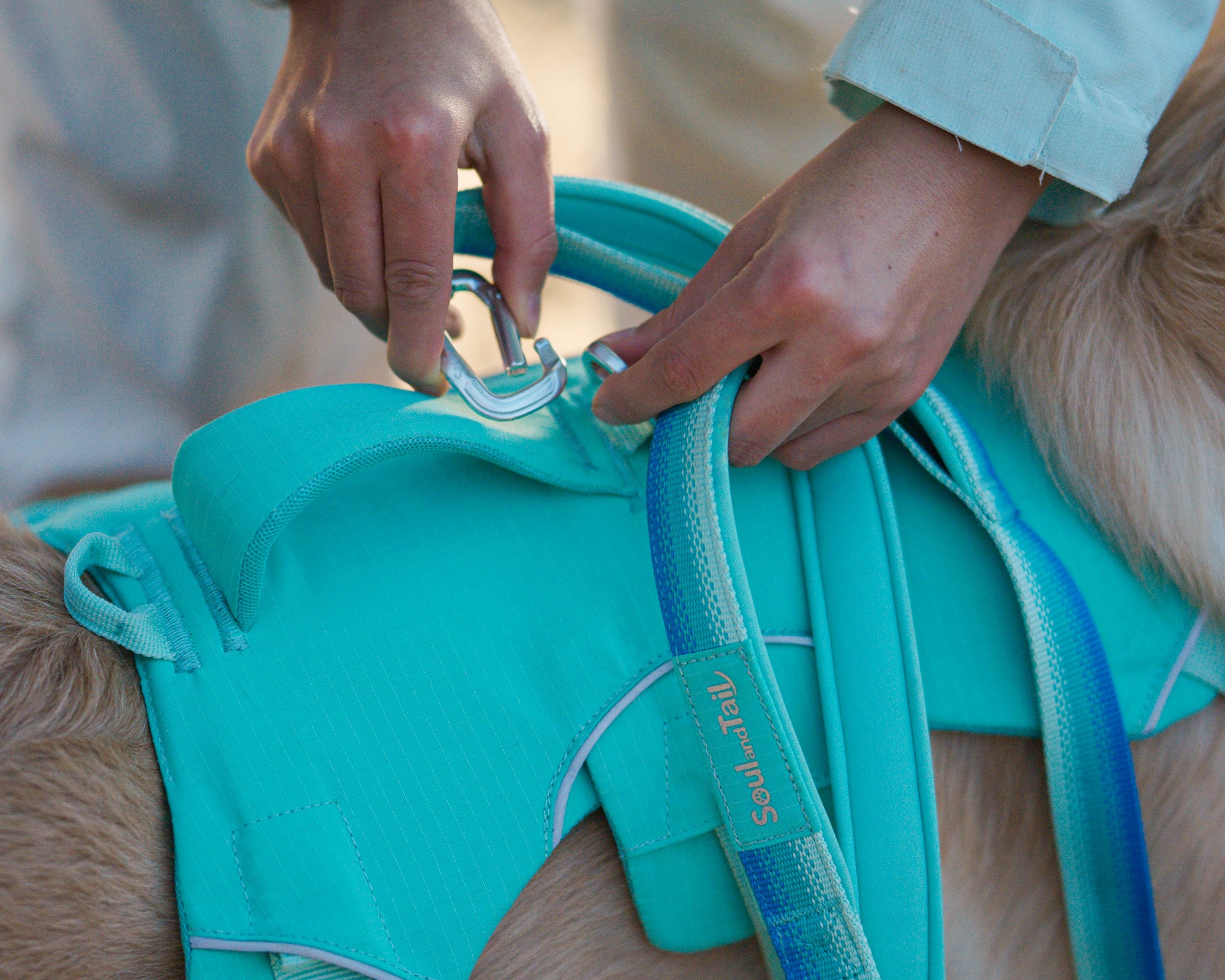 A pair of hands trying to clip a silver metal clip onto a metal ring on a mint green dog harness, to attach the mint green leash onto the dog wearing the harness