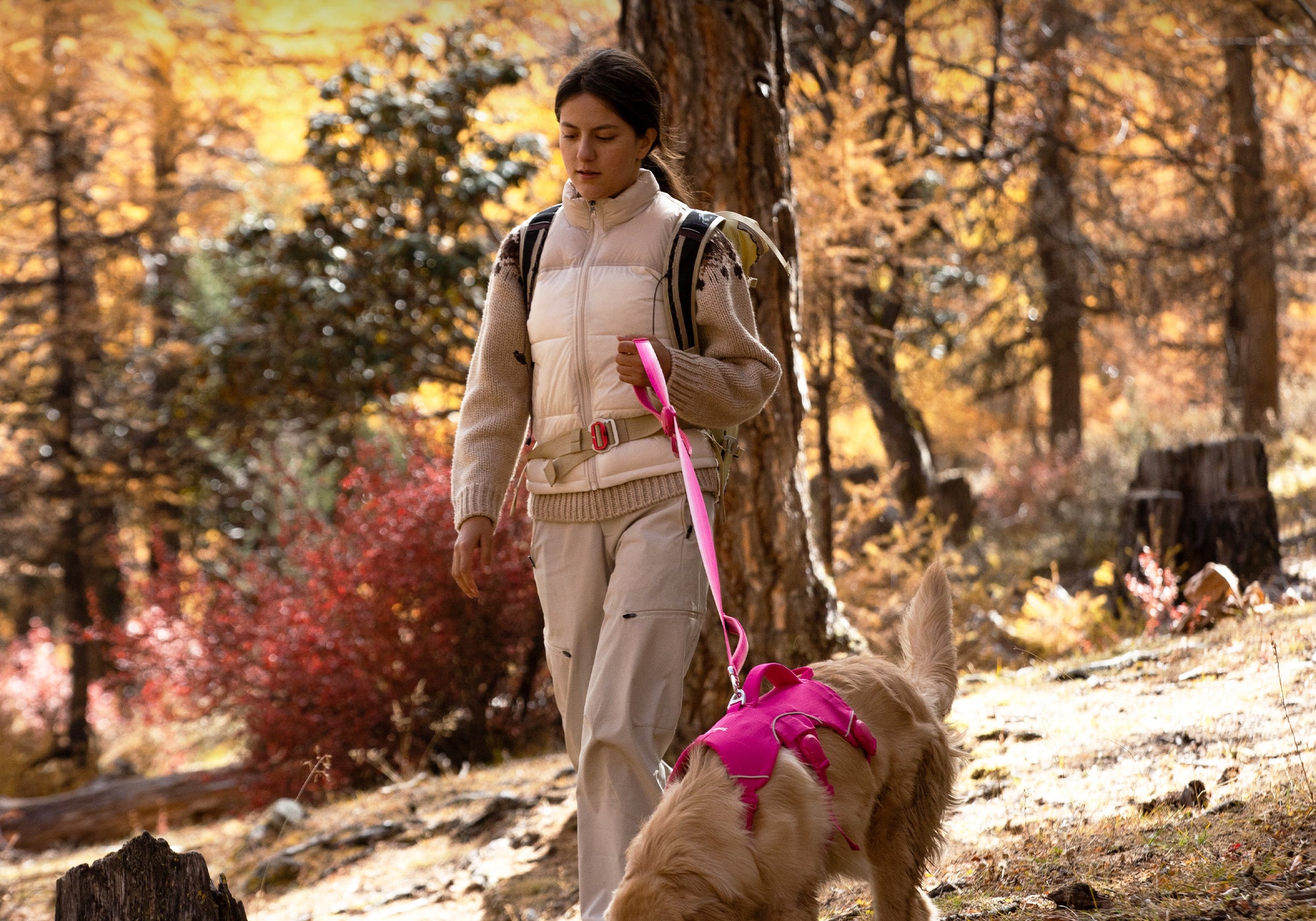 A woman using a pink leash to walk a dog wearing a pink harness in a forest