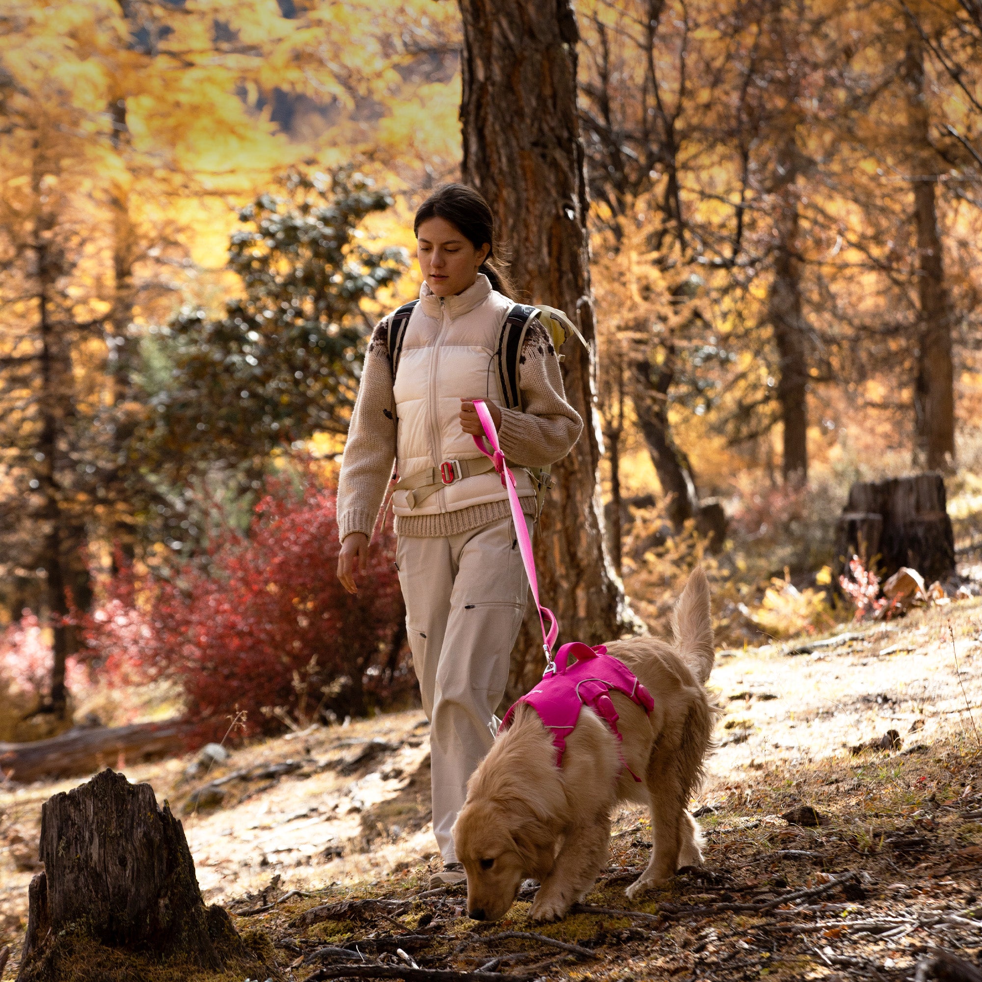 A woman using a pink leash to walk a dog wearing a pink harness in a forest
