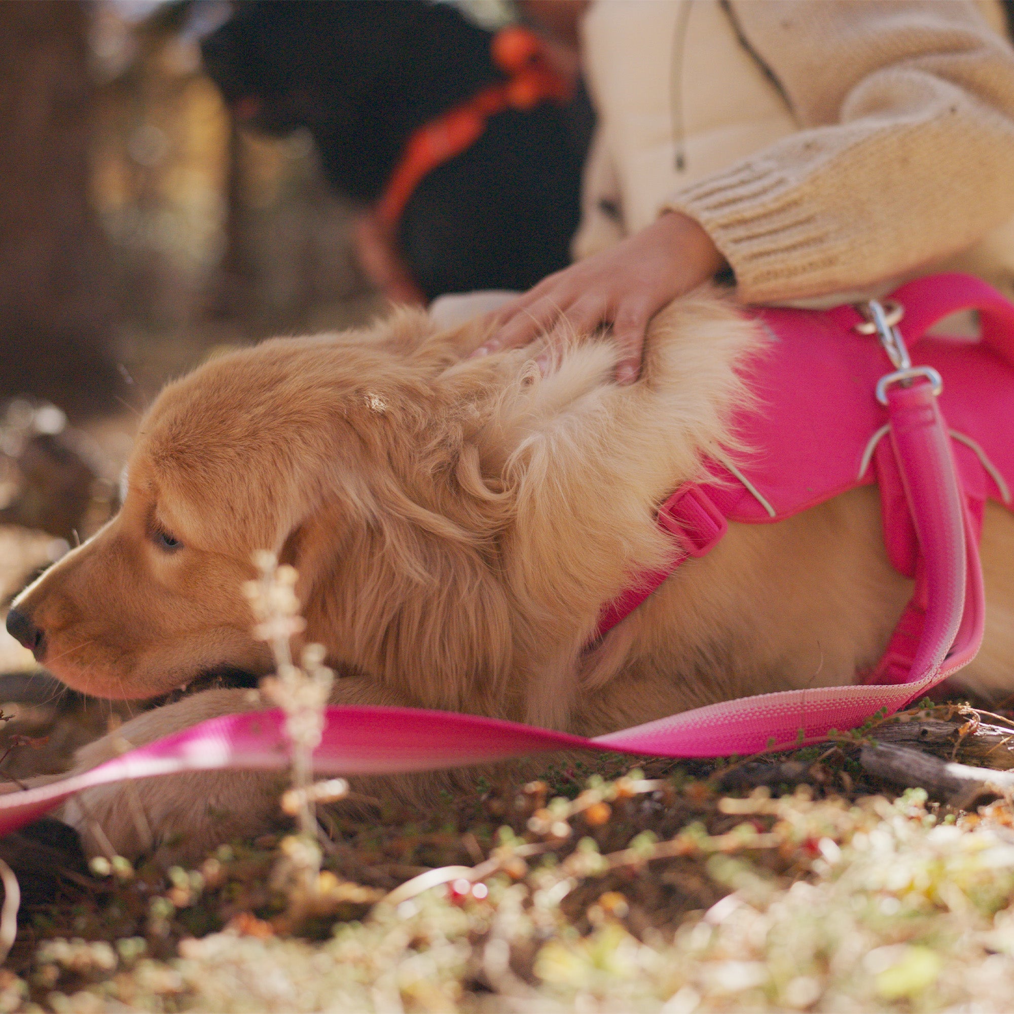 A woman caressing a dog wearing a pink harness with a pink dog leash attached on the harness, a black dog wearing an orange dog harness in the background 