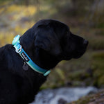 Black dog wearing a blue and green gradient colored collar with a blurred natural background