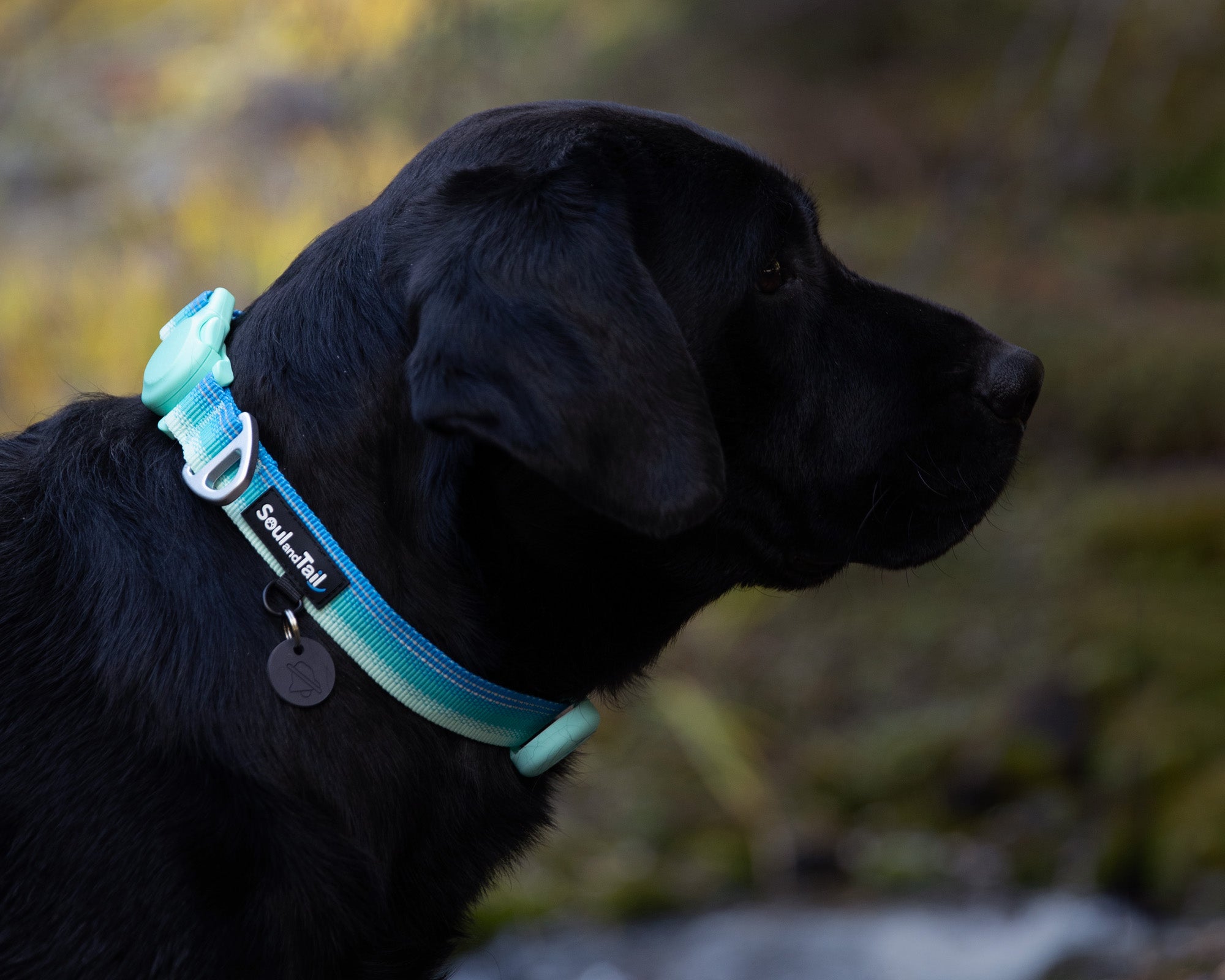 Black dog wearing a blue and green gradient colored collar with a blurred natural background