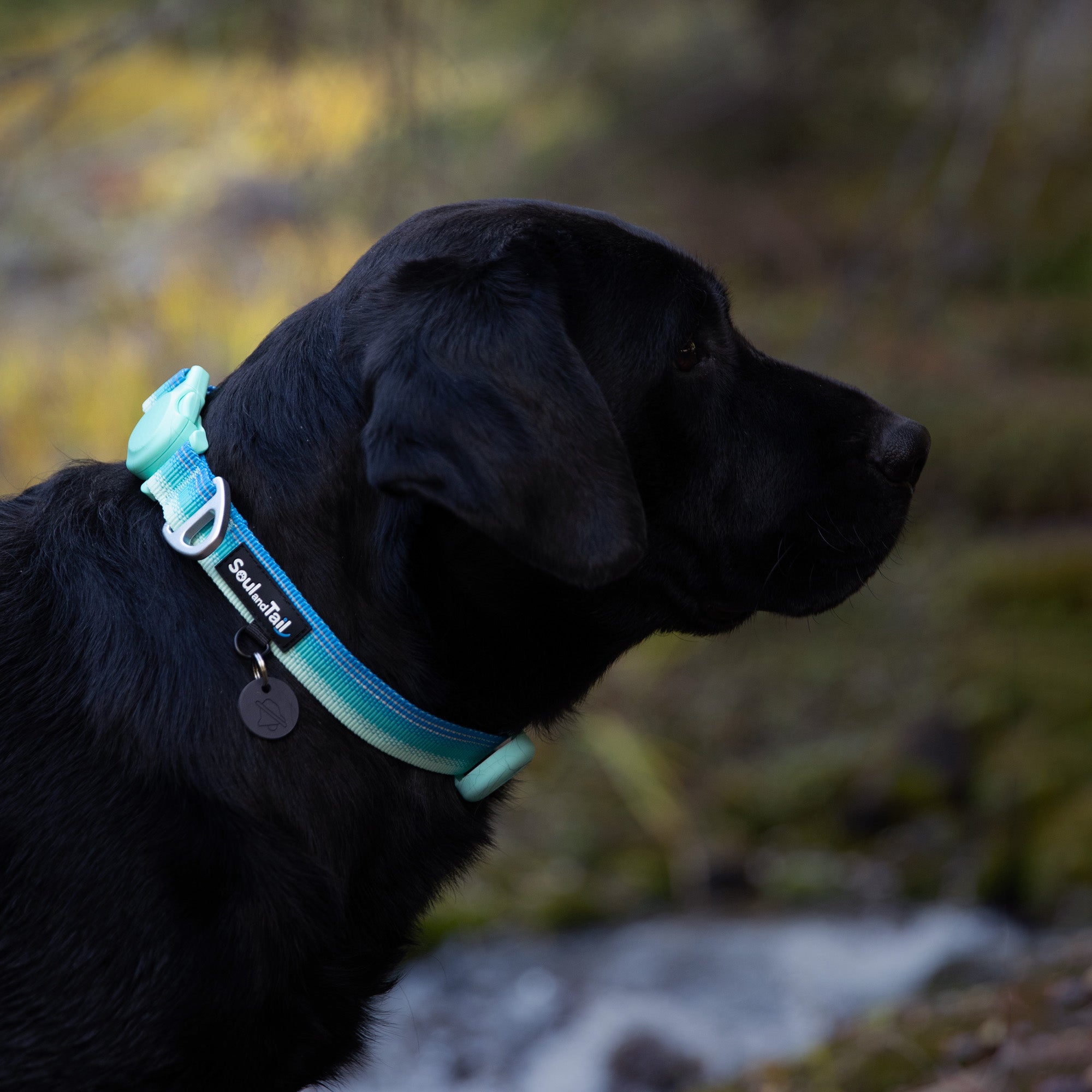 Black dog wearing a blue and green gradient colored collar with a blurred natural background