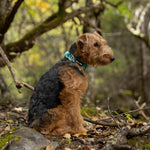 A welsh terrier wearing an aqua coast colored collar sitting on a rock in a forest with trees and foliage in the background