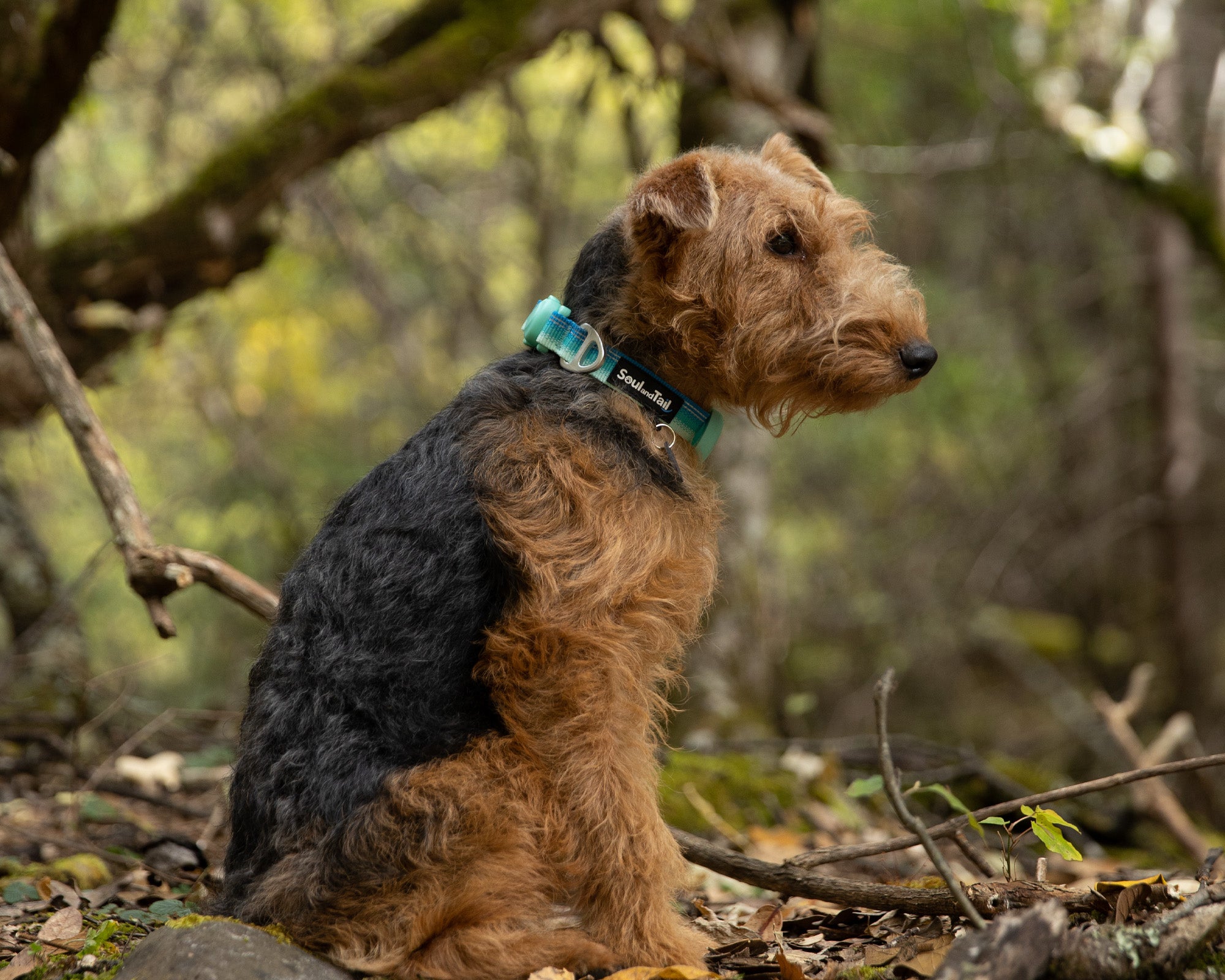 A welsh terrier wearing an aqua coast colored collar sitting on a rock in a forest with trees and foliage in the background