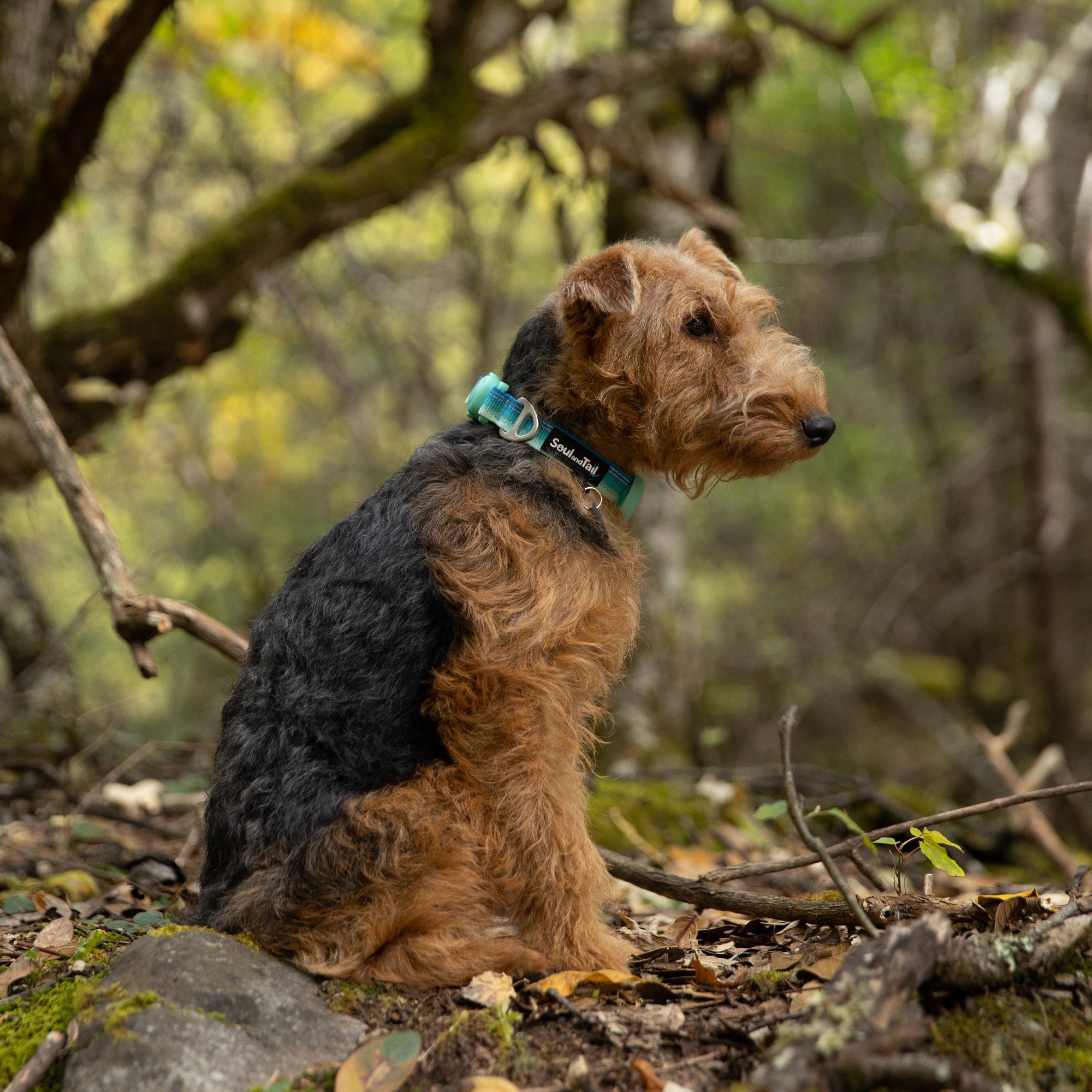 A welsh terrier wearing an aqua coast colored collar sitting on a rock in a forest with trees and foliage in the background