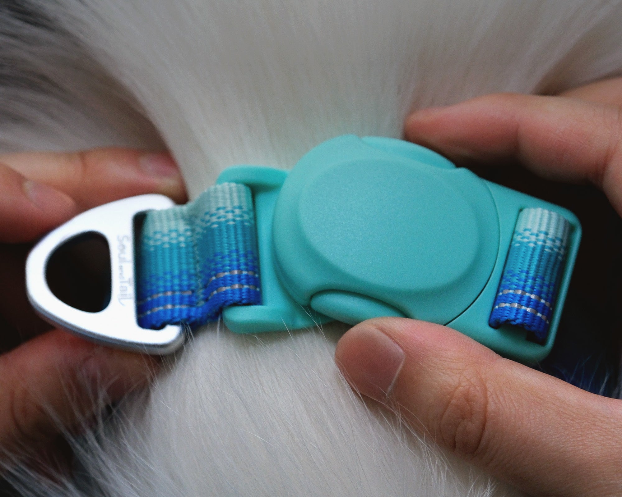 Turquoise dog collar's mint green magnetic buckle being adjusted on a white dog