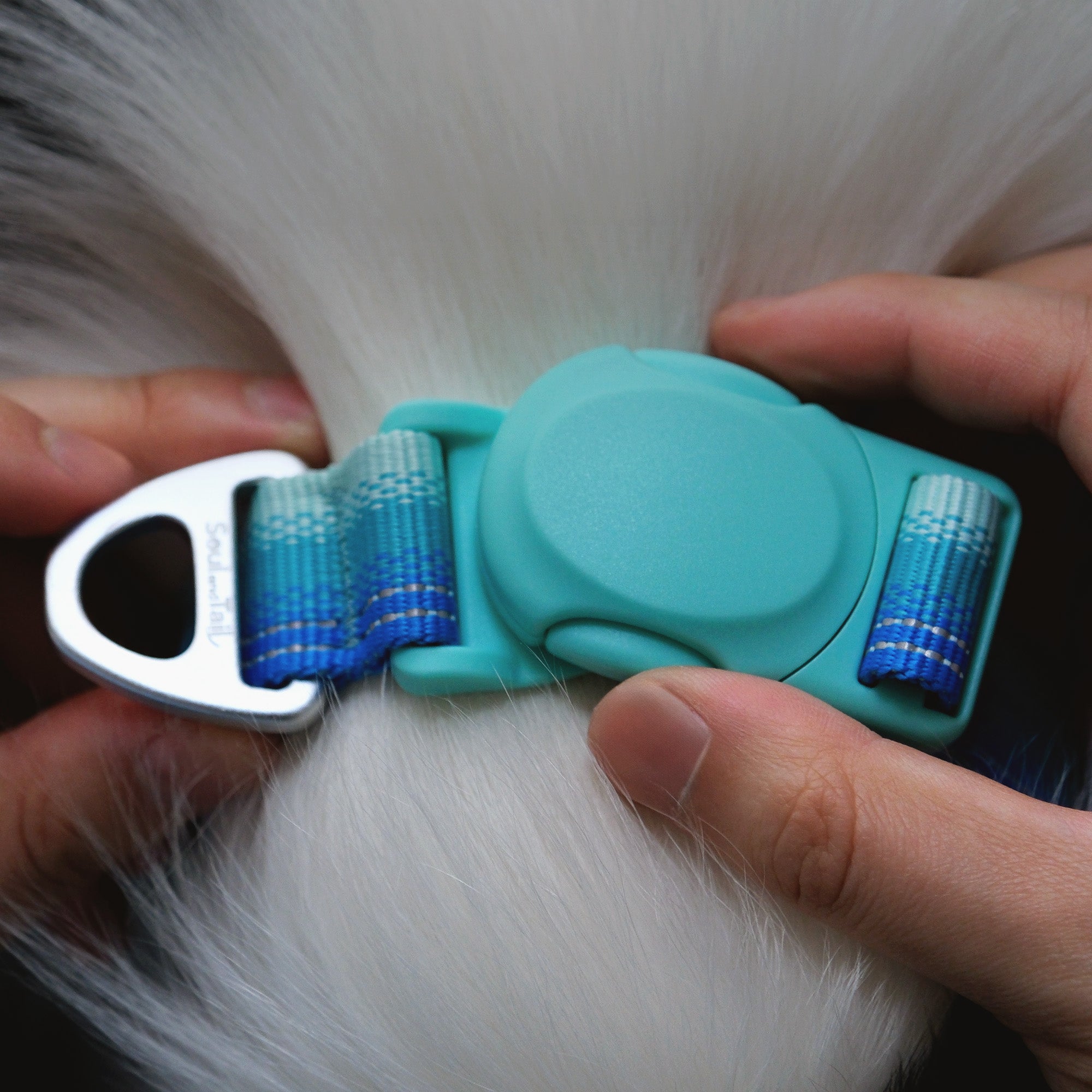 Turquoise dog collar's mint green magnetic buckle being adjusted on a white dog