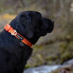 Black dog wearing an orange collar with a blurred natural background