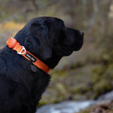 Black dog wearing an orange collar with a blurred natural background