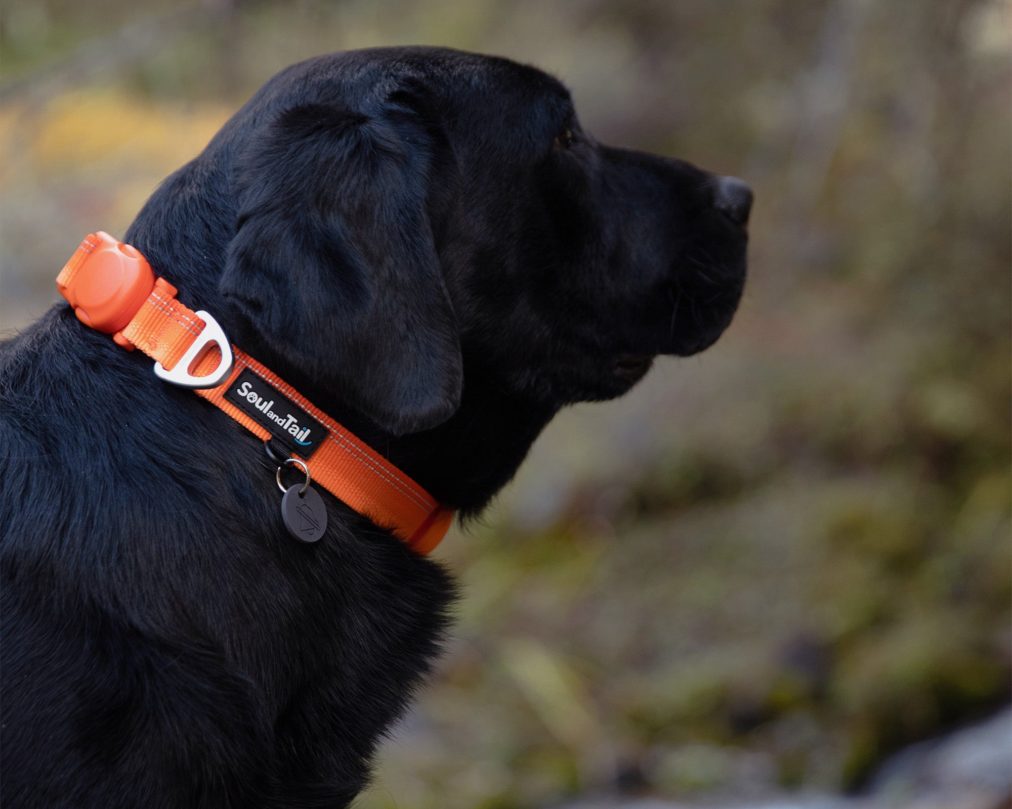 Black dog wearing an orange collar with a blurred natural background