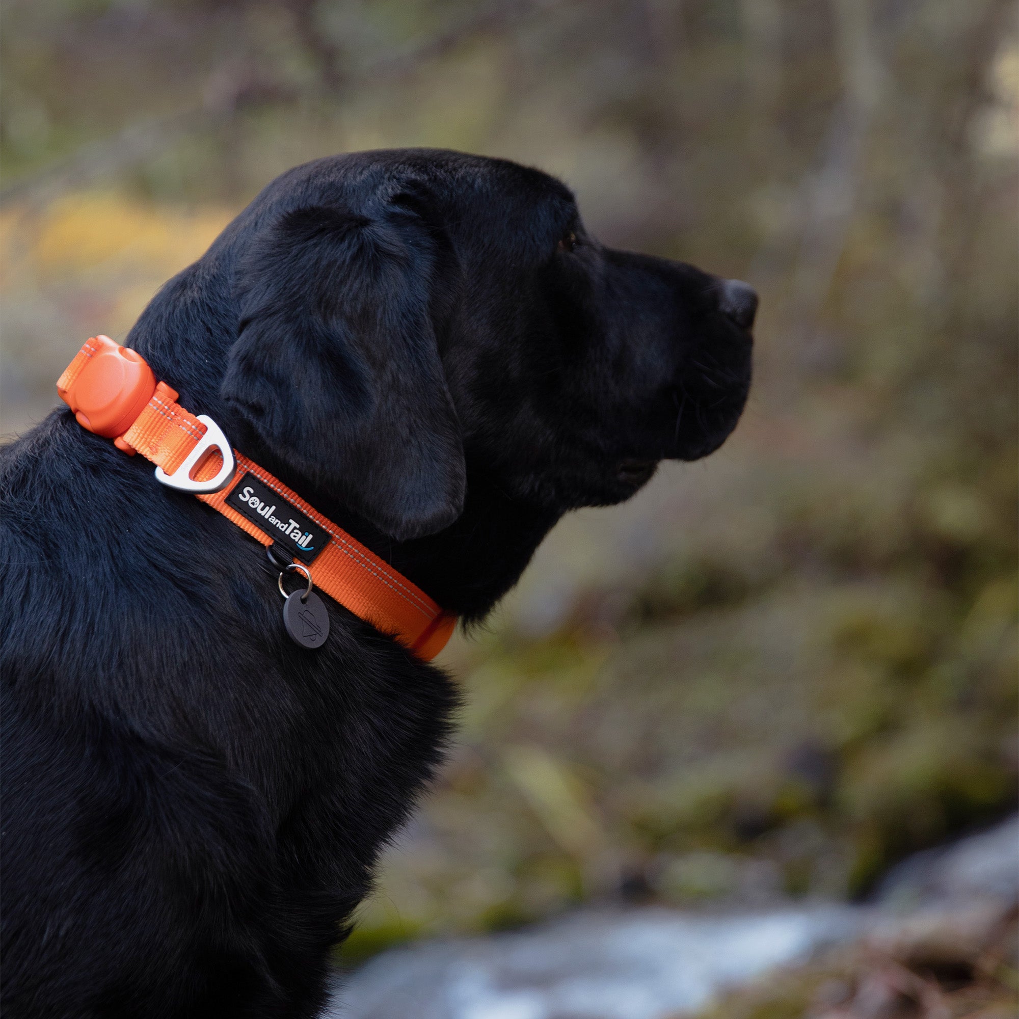 Black dog wearing an orange collar with a blurred natural background