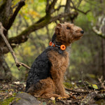 A welsh terrier wearing an orange collar sitting on a rock in a forest with trees and foliage in the background