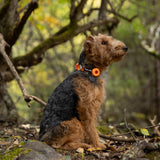 A welsh terrier wearing an orange collar sitting on a rock in a forest with trees and foliage in the background