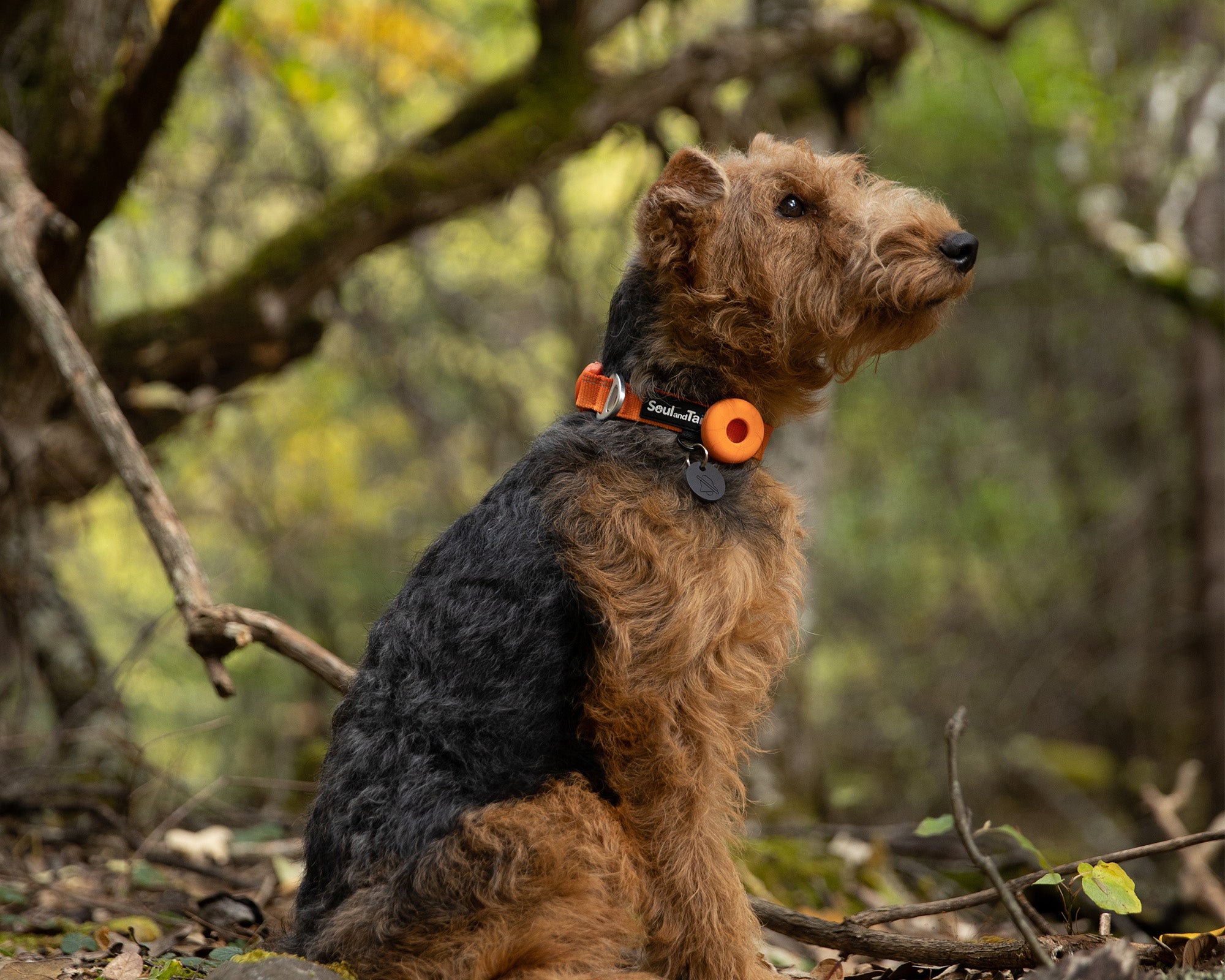 A welsh terrier wearing an orange collar sitting on a rock in a forest with trees and foliage in the background