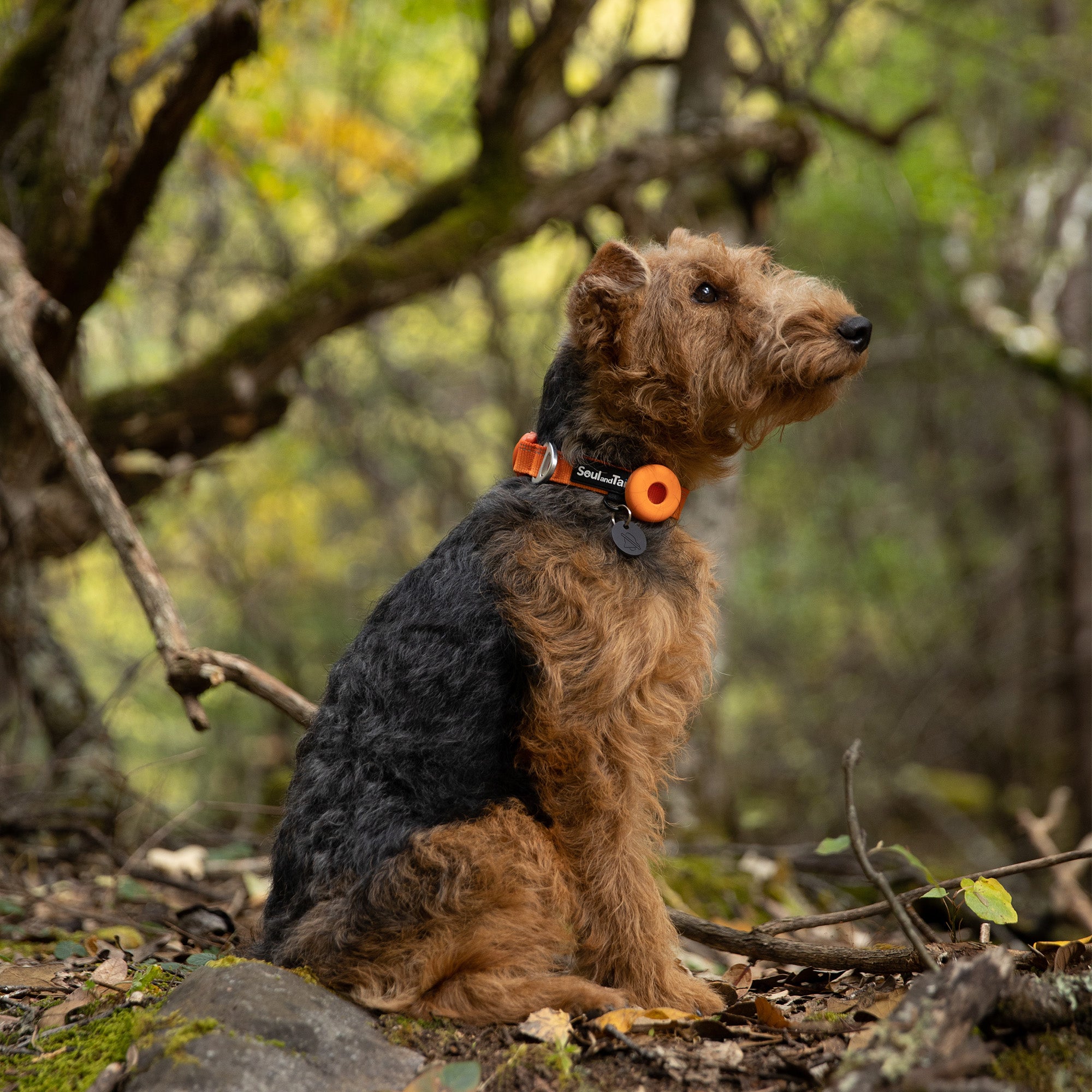 A welsh terrier wearing an orange collar sitting on a rock in a forest with trees and foliage in the background