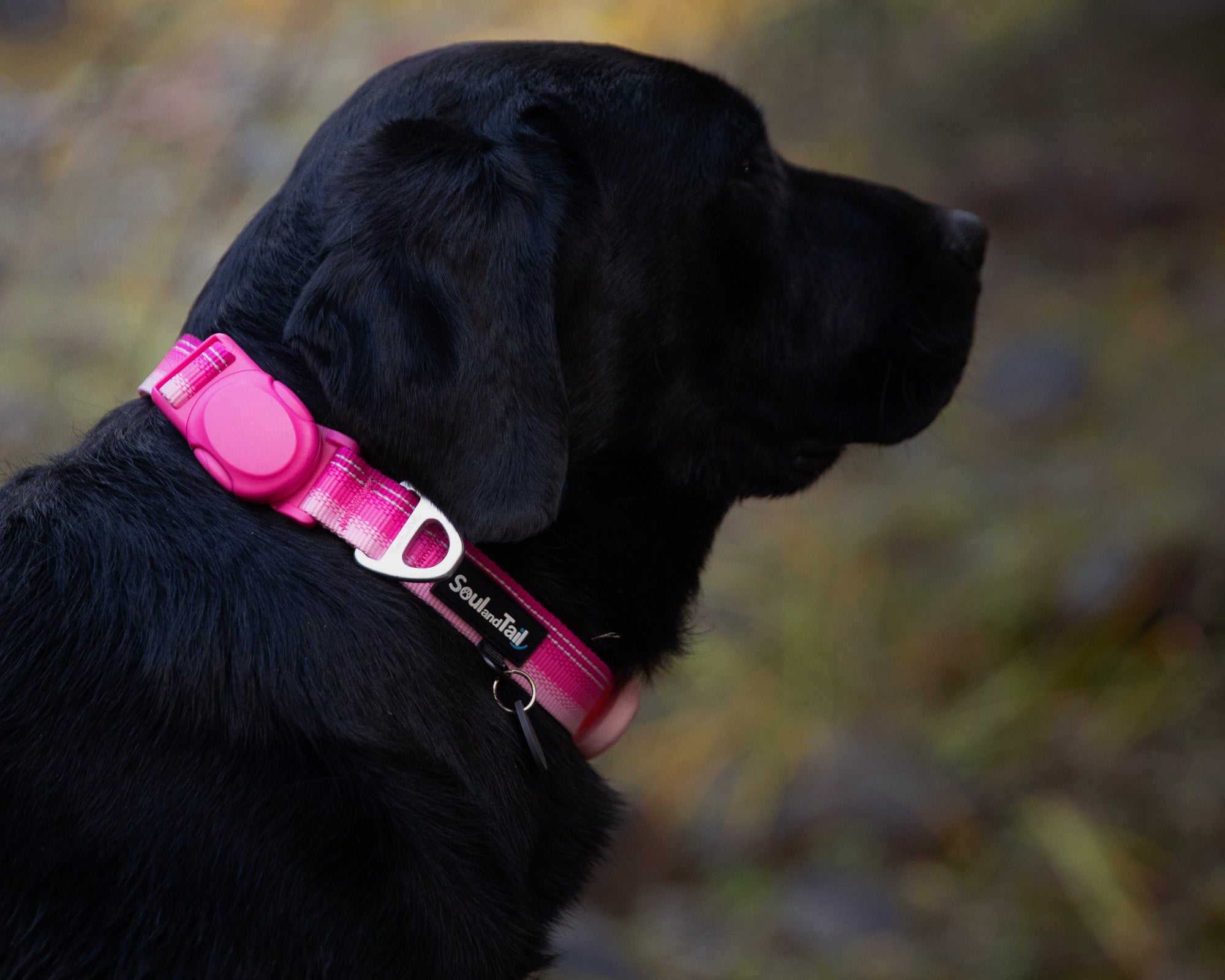 Black dog wearing a pink collar with a blurred natural background