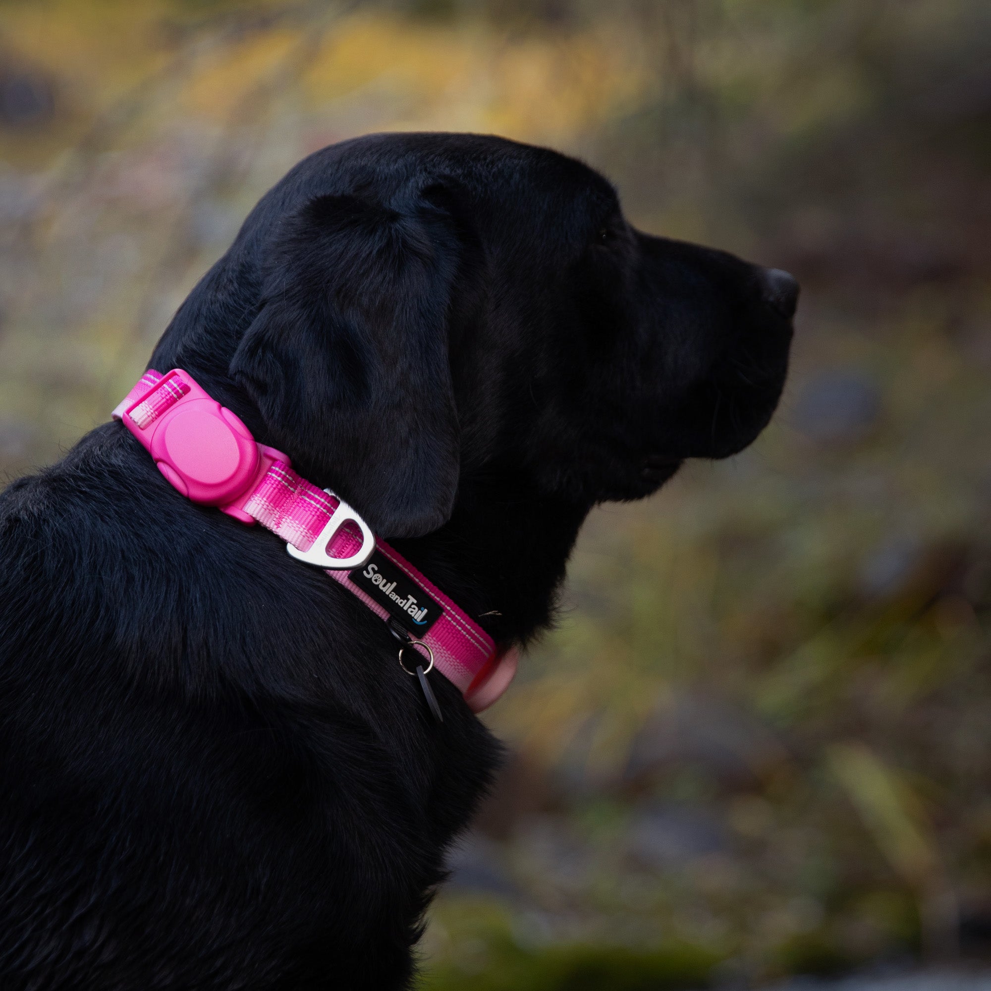 Black dog wearing a pink collar with a blurred natural background
