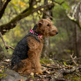 A welsh terrier wearing a pink dog collar sitting on a forest floor with trees and foliage in the background